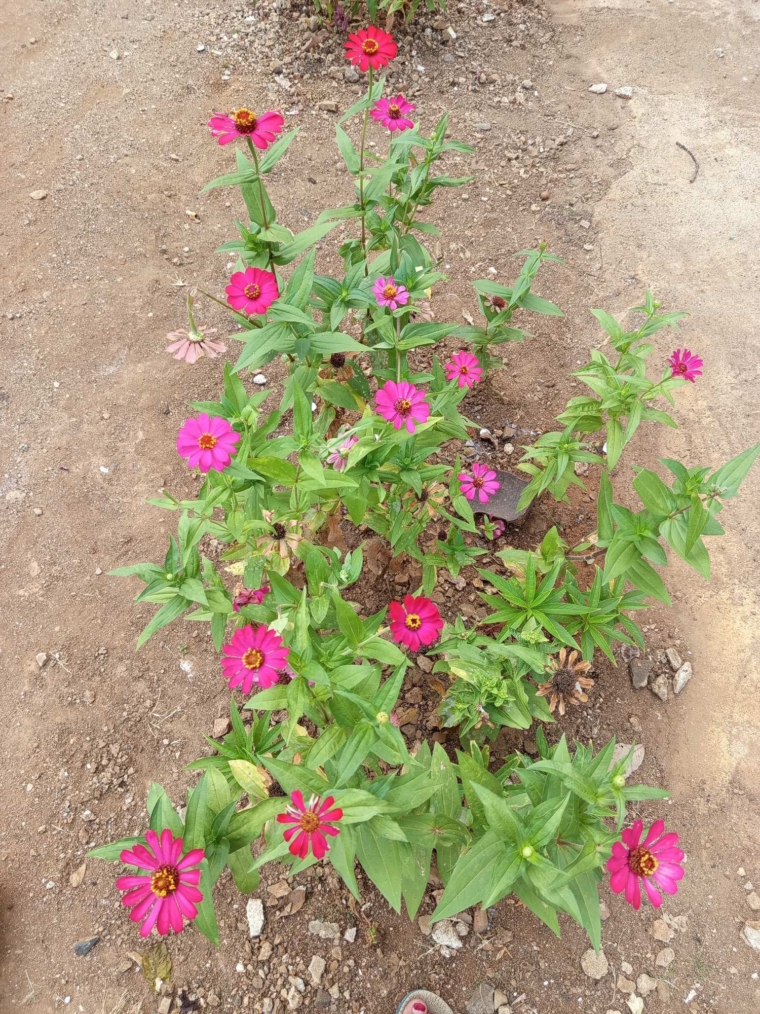 The image shows a cluster of bright pink zinnia flowers with green leaves growing in a patch of dry, sandy soil with scattered small rocks. The flowers are of various sizes and stages of bloom, with some fully open and others appearing to be buds. The lighting suggests it is daytime. The scene is an outdoor environment, likely a garden or natural area. No people are visible in the immediate vicinity of the flowers.
