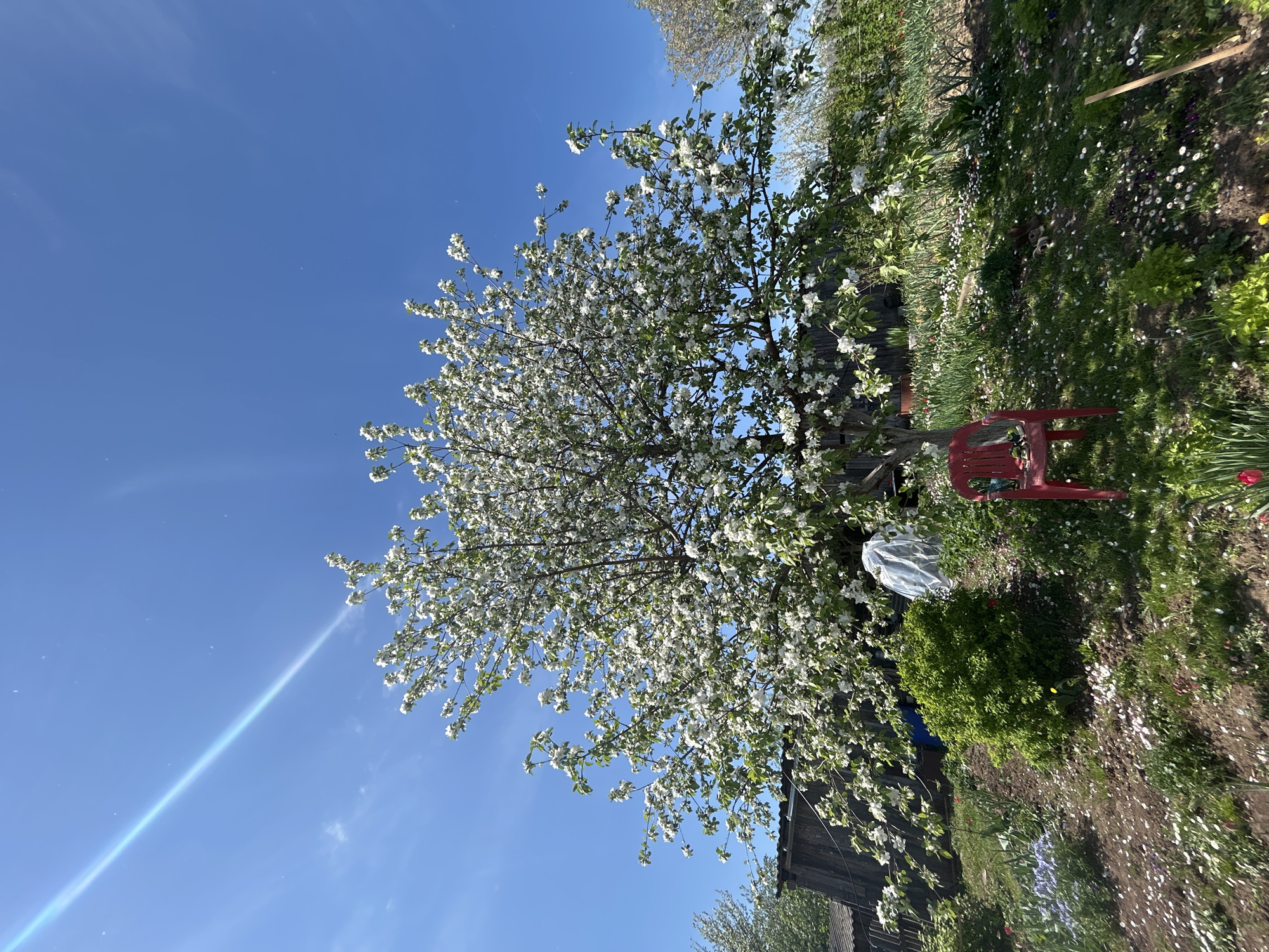 The image shows a flowering tree with white blossoms against a bright blue sky. A lens flare is visible in the lower left corner of the sky. To the right of the tree, there is a garden area with a red chair, various plants, and a wooden structure, potentially part of a fence or small building. The location is Фоки, Russia.