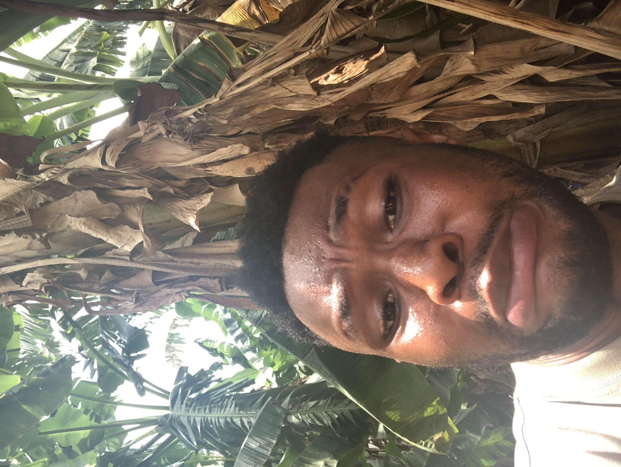 A medium close-up shot shows a dark-skinned man with short black hair and a beard. His face is glistening with sweat. He is looking at the camera with a slightly furrowed brow. Behind him, there is a dense arrangement of banana leaves, both green and dried. The location is the city of Unknown, Unknown.