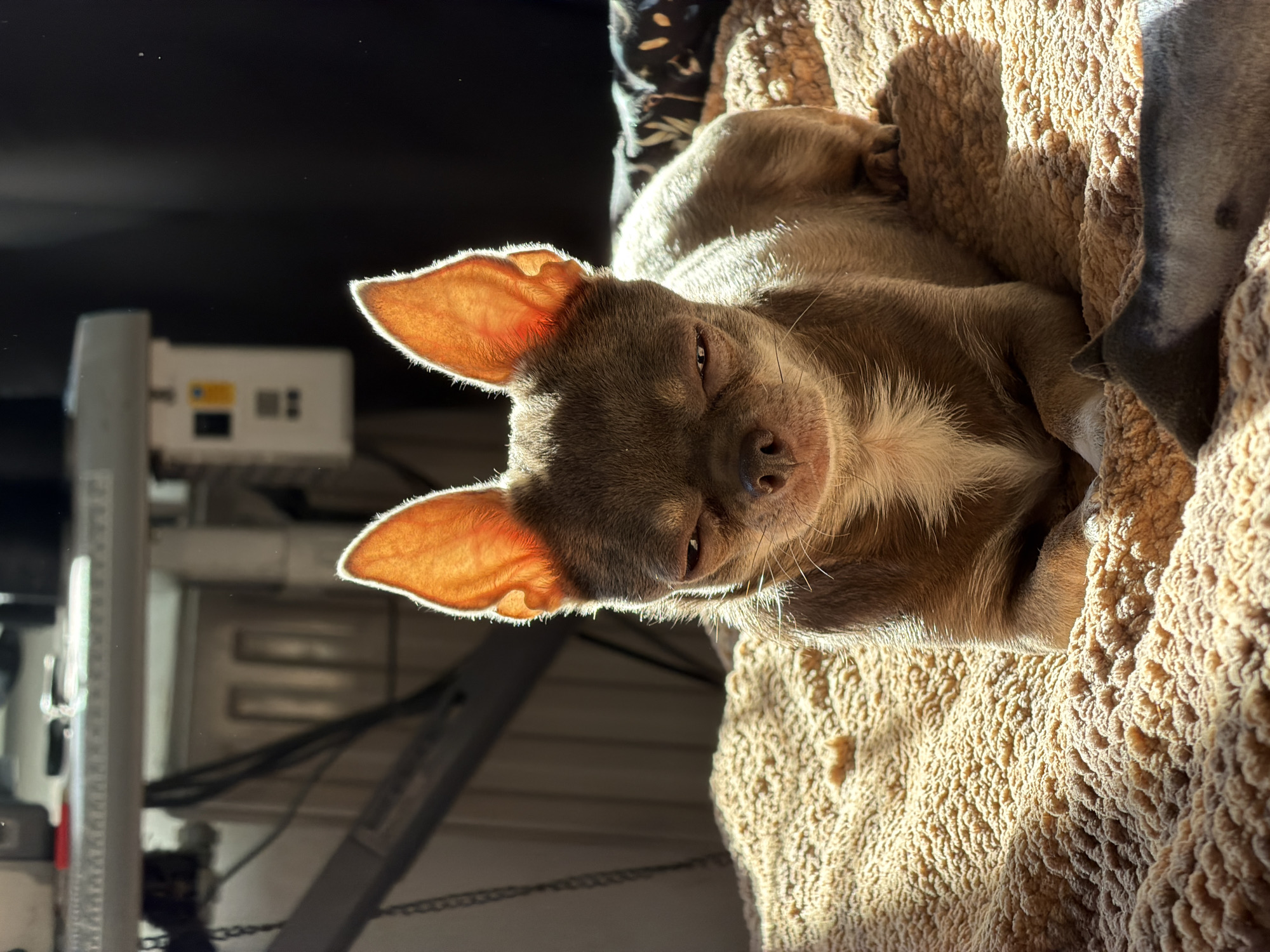 A brown Chihuahua is lying on a tan blanket. Its ears are illuminated by a strong light source, likely the sun. The background shows a dark, industrial space with what appears to be metal shelving, cables, and a small electronic device. The location is not identifiable as Saint Petersburg, Russia, from the visual data.