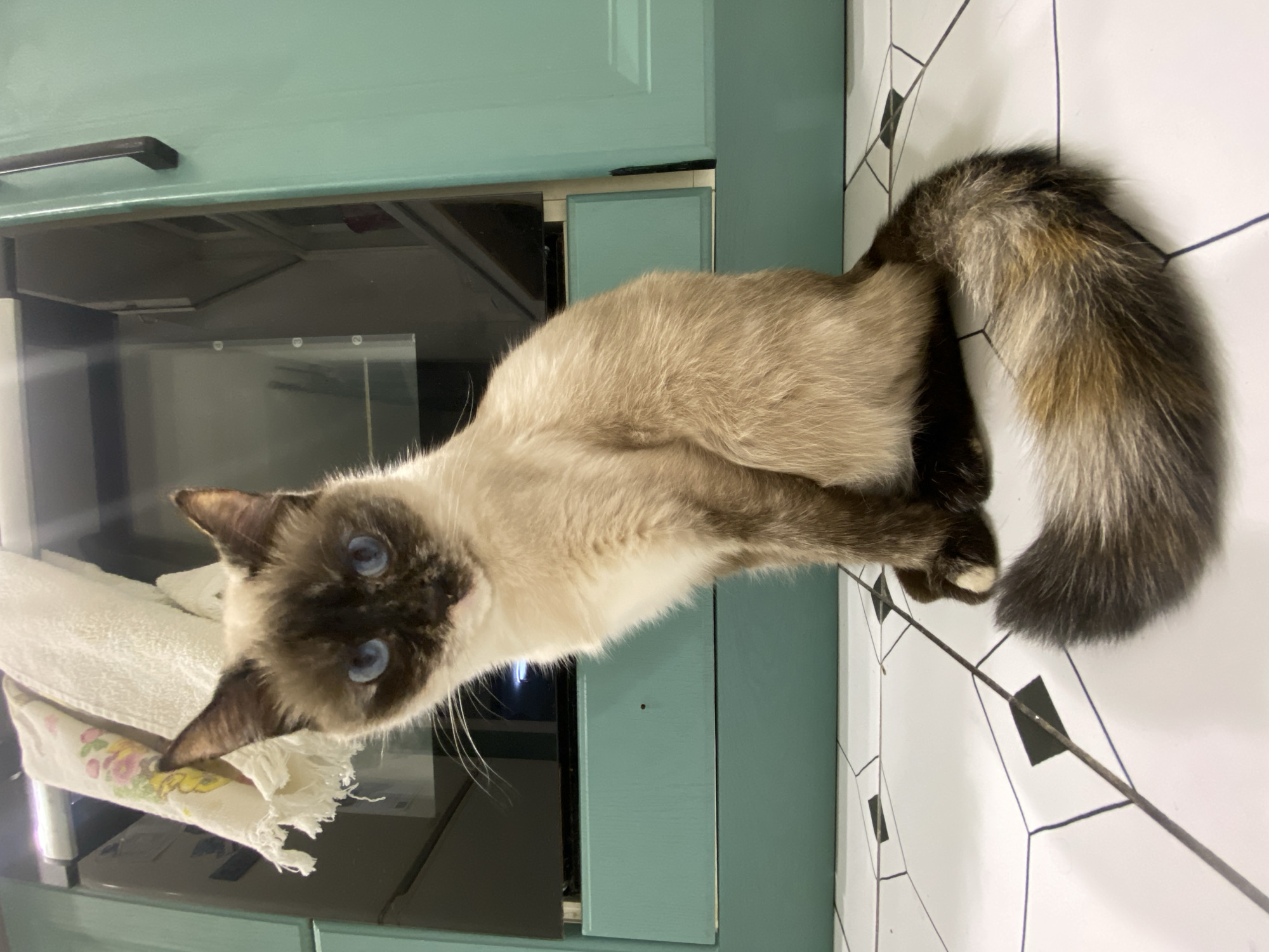 A Balinese cat with blue eyes is lying on a white tiled surface, with a decorative pattern of black lines creating geometric shapes. The cat's head is near a turquoise kitchen cabinet, and a dish towel is partially visible on the cabinet's glass shelf. The location is unknown, but could be the city of Chaikovsky, Russia.