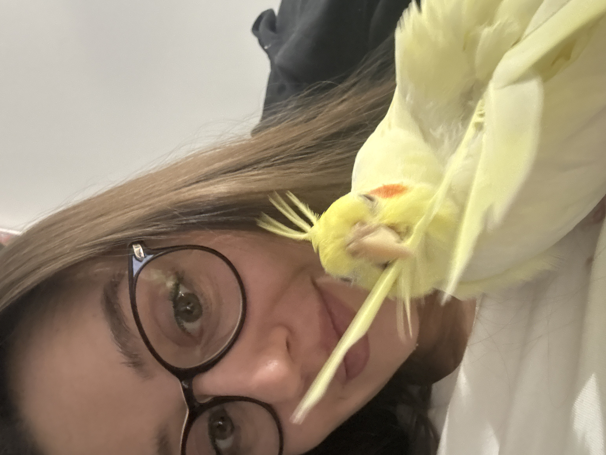 A woman with brown hair and glasses is shown in a close-up selfie. A yellow cockatiel perches near her face. The background includes a white surface and a dark-colored garment. No location information regarding Krasnoyarsk, Russia, is evident.