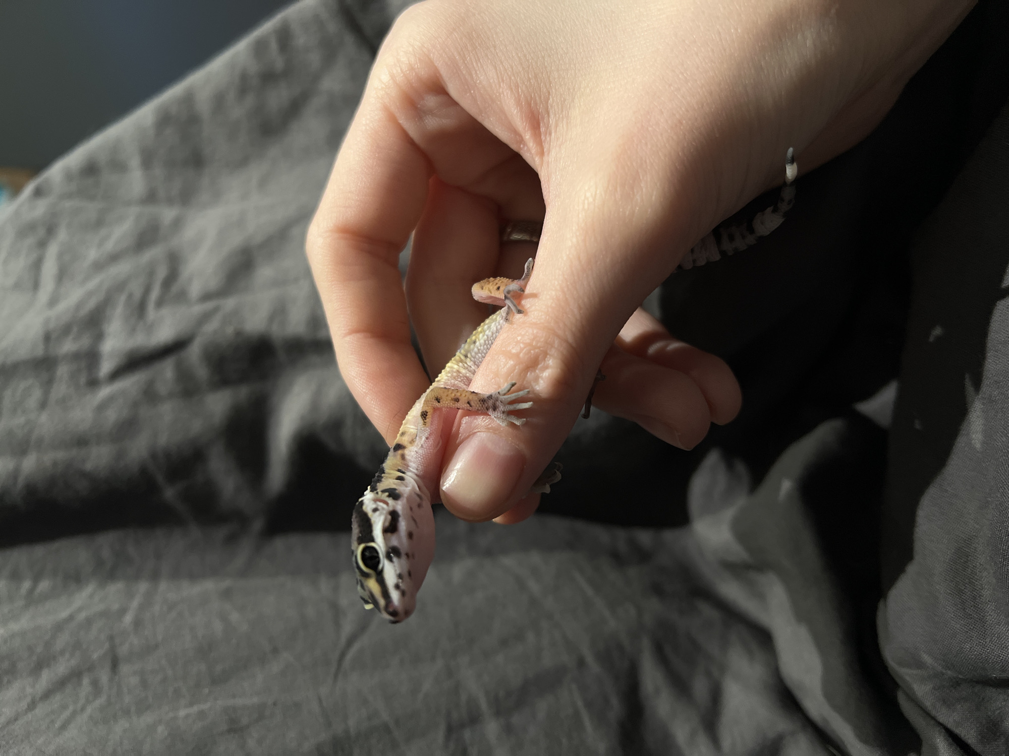 A person is holding a gecko in their hand. The gecko has a black and white patterned head and a spotted body. The background is a gray, wrinkled fabric. No information about the location in the city of Khimki, Russia, is apparent in the image.