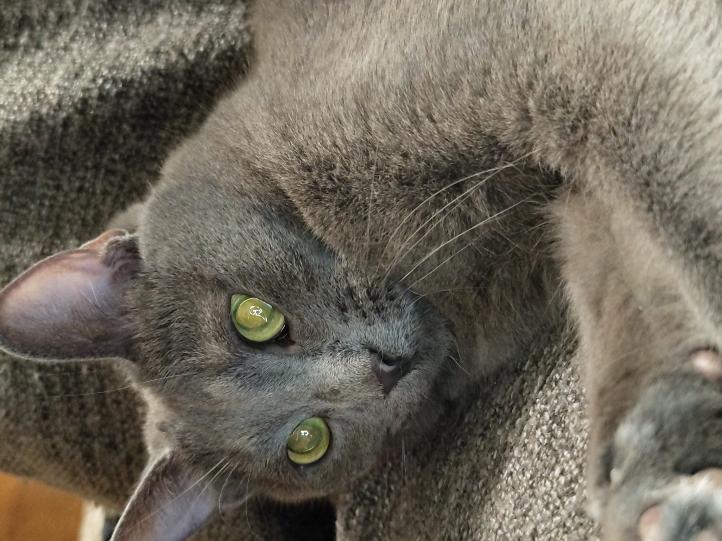 A close-up, eye-level shot shows a gray cat with vivid green eyes lying on a textured gray surface, possibly a sofa or blanket. The cat's gaze is directed slightly to the left of the camera. The focus is on the cat's face, with its ears perked and whiskers clearly visible. The background is a blurred, darker gray texture.