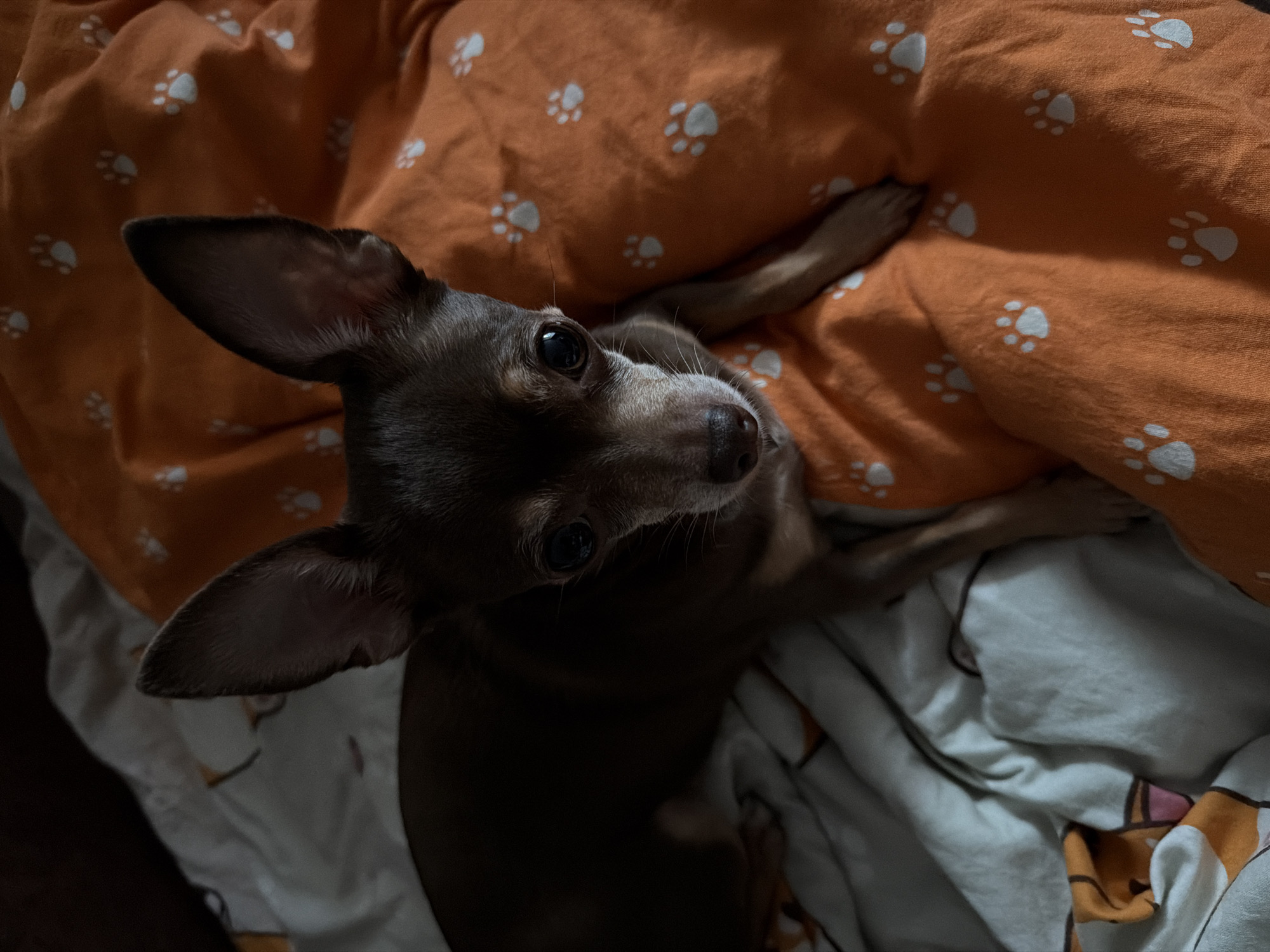 A close-up shot shows a small, dark brown dog with large, pointed ears lying on a bed. The dog is looking directly at the camera with a slight tilt of its head. Its eyes are dark and wide, and its snout is slender. The dog is positioned on top of a white and light gray blanket with a pattern of cartoon animal faces. To the right of the dog, there is an orange blanket adorned with white paw prints. The lighting in the image is dim, creating shadows and highlighting the dog's features. The overall scene appears to be indoors, likely in a bedroom. The location is unknown, as it is not specified in the prompt.