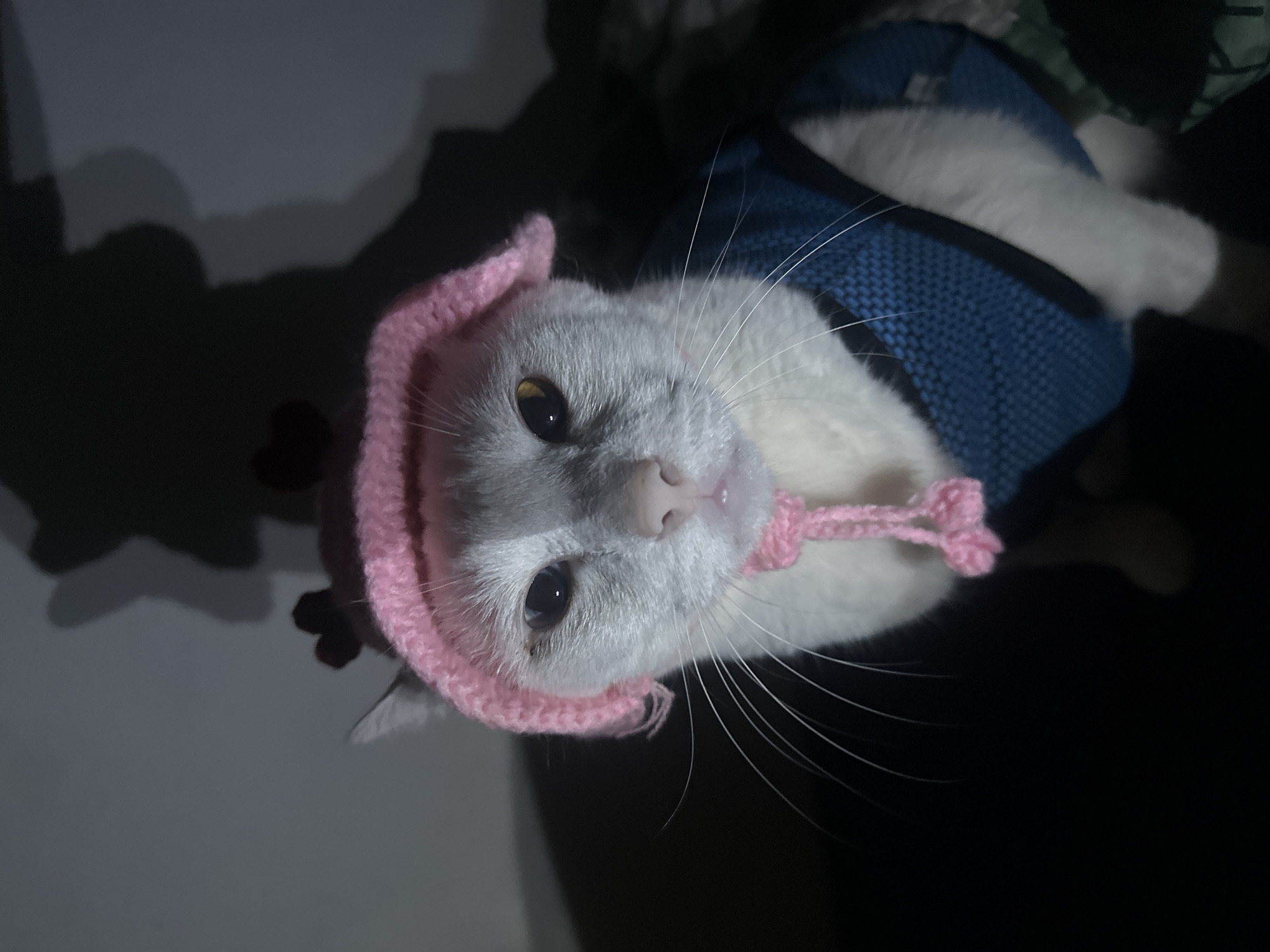 A white cat wearing a pink knitted hat and a blue vest lies indoors, partially obscured by shadows. The location is North Jakarta, Indonesia.