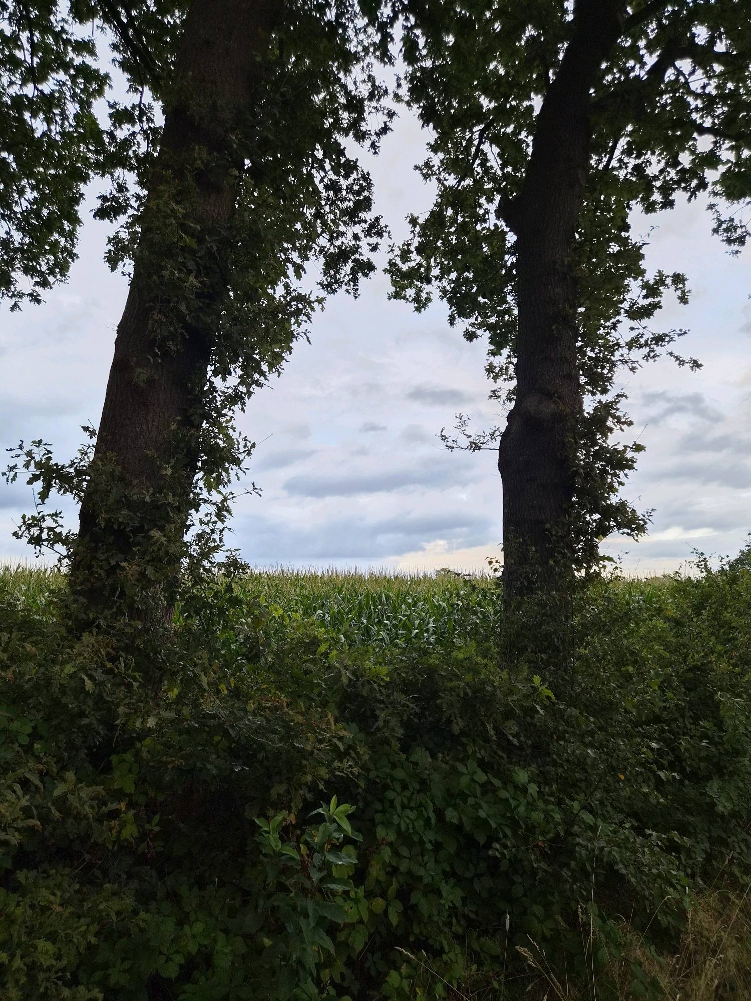 The image shows a view between two large, dark-barked trees in Schiffdorf, Germany. The trees are positioned to the left and right of the frame, with their leafy branches obscuring the sky. Between the trees, a field of green corn is visible, stretching towards the horizon under a cloudy sky. Dense green undergrowth is present in the foreground, obscuring the ground. The overall lighting suggests it is daytime, possibly late afternoon or early evening, with diffused light due to the cloud cover. No people or specific objects are discernible within the scene.