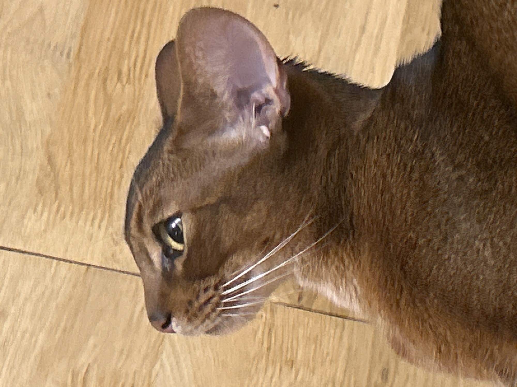 The image shows a close-up, side-profile view of a brown Abyssinian cat lying on a wooden floor. The cat's head is tilted upwards, and its eye is open and looking up. The floor appears to be made of light-colored wooden planks. There are no people or other animals visible in the image. The lighting suggests it is daytime. The scene is indoors and there is no information about the location in the city of Minsk, Belarus.