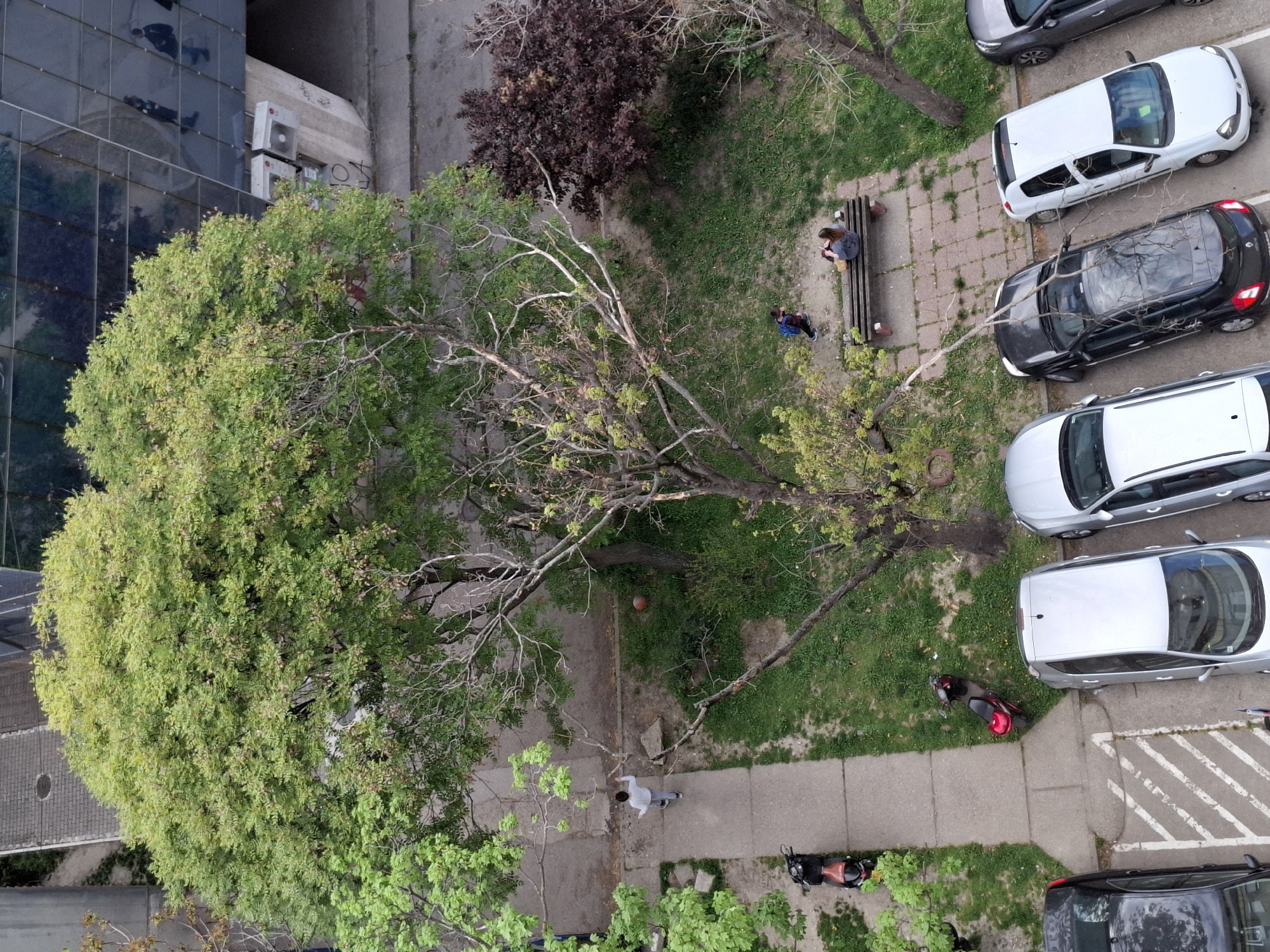This is a high-angle, overhead shot capturing an urban outdoor scene in Novi Sad, Serbia, likely from a building overlooking a common area. The image presents a mix of natural elements and man-made structures under daylight.
In the foreground and center-left, a large, lush green tree with dense foliage dominates, its branches extending over a paved walkway. Next to it, a tree with fewer leaves and more visible branches stands. To the right of the central path, a grassy area with scattered patches of dry ground is visible, along with another tree featuring dark, reddish-brown leaves.
Several individuals are present in the scene. On a wooden park bench located in the grassy area, two people are seated; one is looking down, possibly at a phone or book, while the other is further down the bench. Another person is seen walking on the paved path towards the lower-center of the frame. Reflections of other figures and the sky are visible on the mirrored glass facade of a modern building on the far left.
The setting includes a parking area on the right side, where multiple cars are parked in a row, including white, black, and silver vehicles. A red scooter or moped is parked on the grass near the path, and another dark scooter is partially visible at the bottom left. The paved walkways cut through the grassy areas, connecting different parts of the scene. On a concrete wall adjacent to the modern building, two white air conditioning units are mounted, with graffiti spelling "XO" visible nearby. An orange ball, possibly a basketball, lies on the grass in the upper-middle section.
The lighting suggests it is daytime, with clear skies and no harsh shadows, indicating either morning or late afternoon. The overall impression is that of a typical urban shared space where residents might relax or pass through.