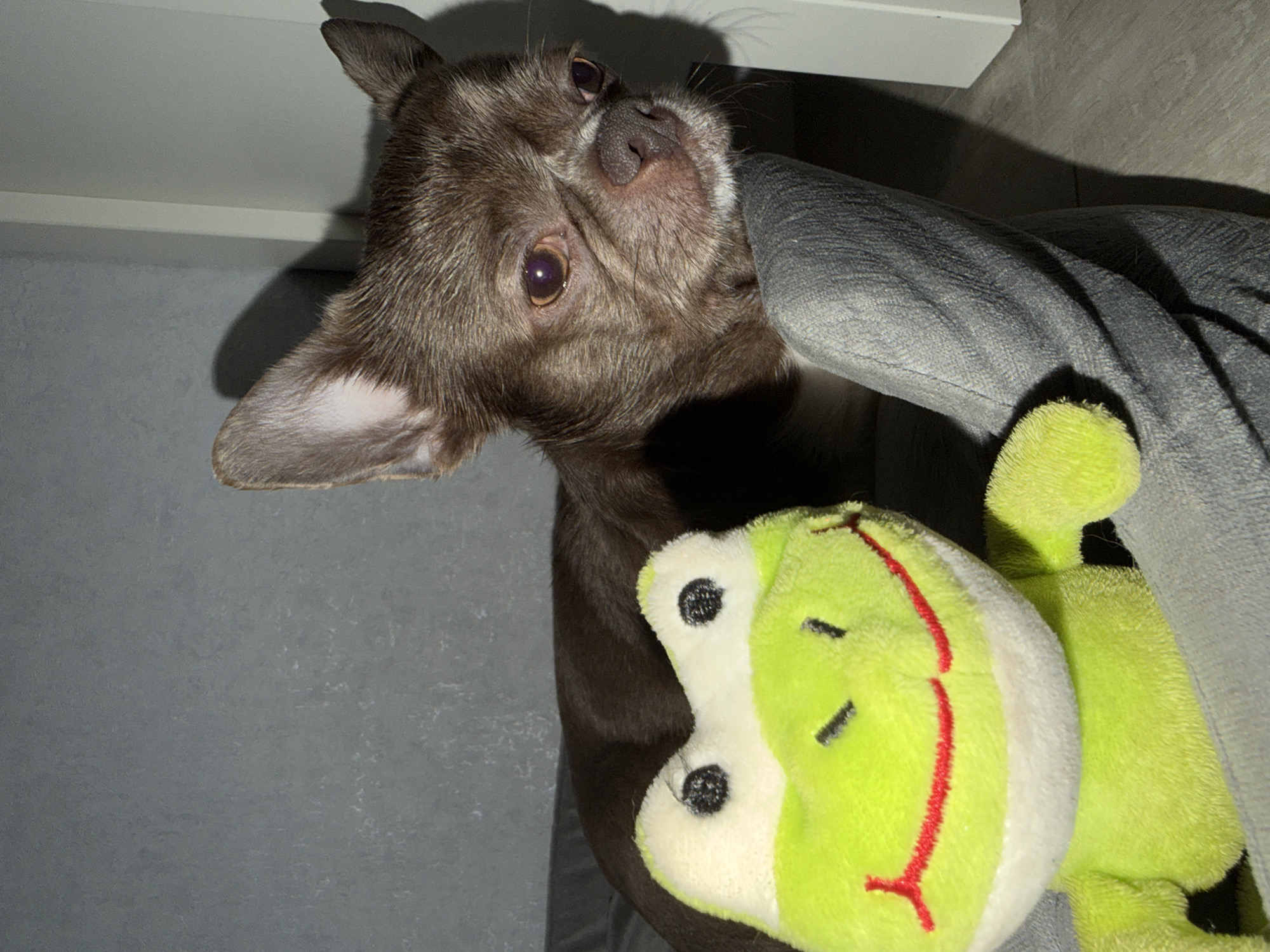 A brown chihuahua dog lies on a gray surface next to a bright green plush frog toy. The dog is lying on its side, facing the camera, with its head tilted upwards. The frog is positioned to the right of the dog. The background includes a gray wall and a white surface, likely part of a piece of furniture. The location in Votkinsk, Russia, cannot be determined from the image.