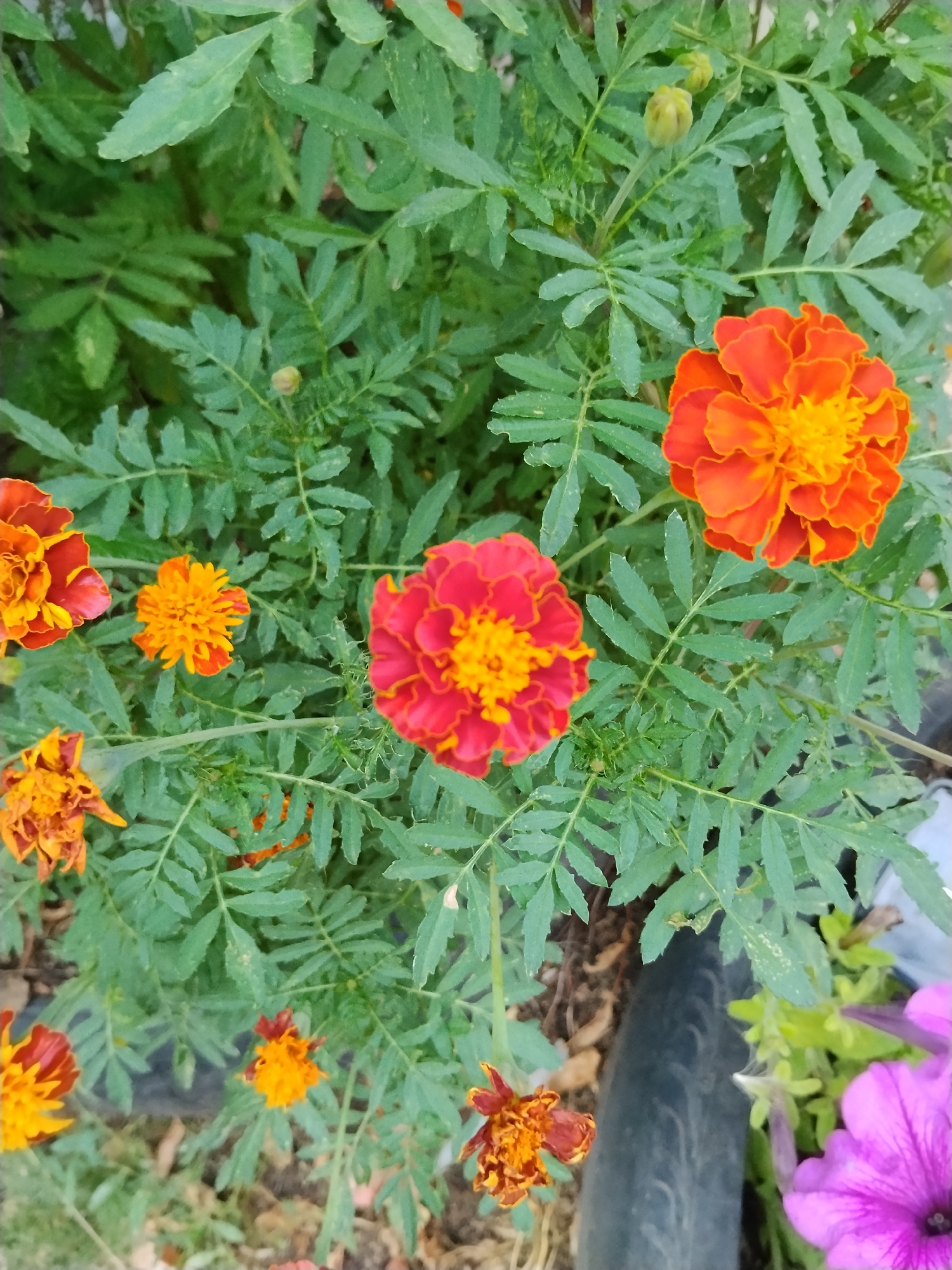This is a close-up, top-down photograph of a cluster of marigold flowers with vibrant orange and red petals, interspersed with dark green, feathery foliage. Several marigolds are in full bloom, showcasing their intricate petal structures with yellow centers. Other buds and wilting flowers are also visible, indicating a natural garden setting. The background consists of more green leaves, some dry leaves on the ground, and the edge of a dark, possibly black, object that could be a pot or ground cover. To the right of the marigolds, a portion of a bright pink petunia flower is visible, suggesting a mixed flower bed. The scene appears to be outdoors, in a garden or park. There are no people or animals in the image, and no specific landmarks to indicate the location within Kokshetau, Kazakhstan.