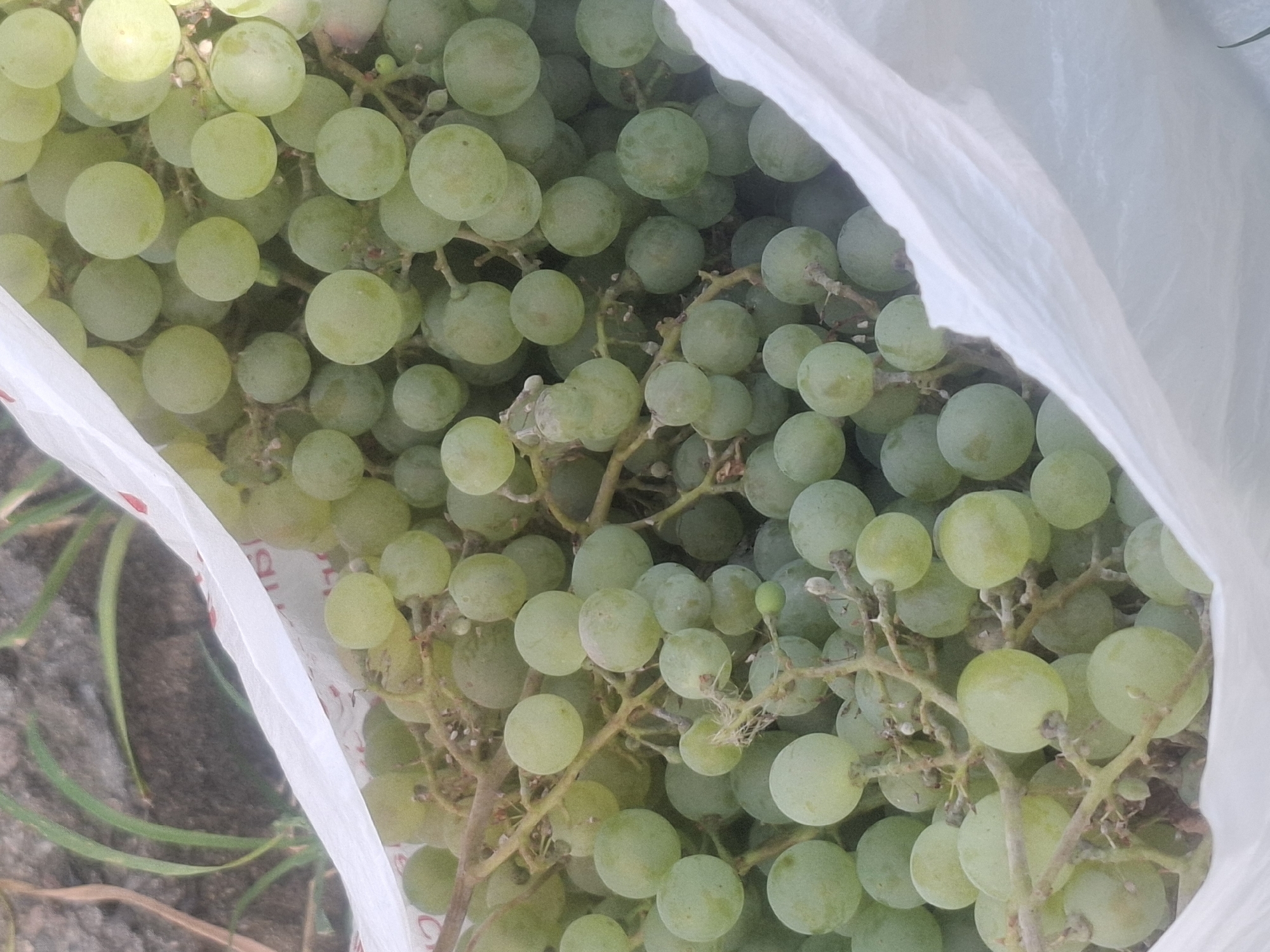 A bunch of green grapes is placed in a white plastic bag. The bag is partially open, allowing a view of the grapes inside. Some of the grapes are tightly clustered together, while others are more spread out. The grapes are round and have a light green color. The stems of the grapes are visible, as are some of the leaves. The bag is placed on the ground, which appears to be covered in dirt and grass. In the background, there is a blurry image of what looks like a stone wall. The lighting is natural and appears to be from the sun. There are no people or animals visible in the image. The scene suggests a casual outdoor setting, possibly a garden or a rural area. The presence of the plastic bag indicates that the grapes may have been harvested and are being transported or stored. The overall impression is one of freshness and natural abundance.