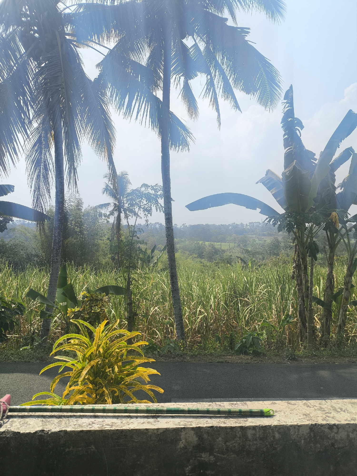 The image depicts a sunny outdoor scene in Sarikemuning, Indonesia, characterized by lush tropical vegetation. Tall palm trees dominate the foreground, their fronds reaching towards a bright, hazy sky. In the middle ground, a dense field of tall, green grass, likely sugarcane, stretches across the landscape. Several banana trees are also visible, with their broad leaves providing shade. A paved road runs horizontally across the lower portion of the frame, separating the foreground from the field. A vibrantly yellow and green leafy plant is situated near the road, adding a pop of color to the scene. In the background, rolling hills covered in greenery suggest a rural or semi-rural environment. The overall impression is one of natural abundance and a warm, bright climate.