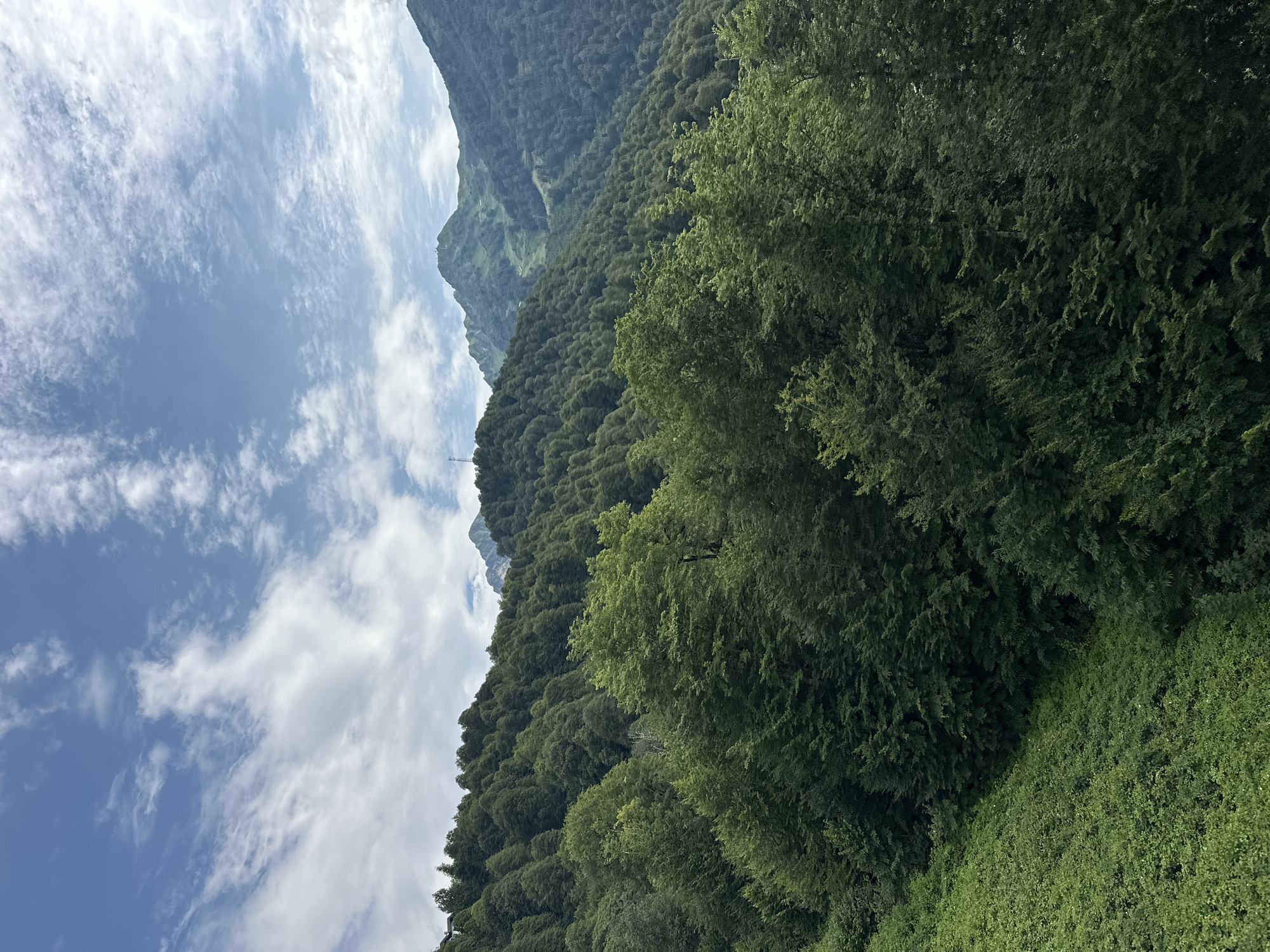The image depicts a lush, green mountainside in Estosadok, Russia, under a bright blue sky dotted with wispy white clouds. The foreground is dominated by dense foliage, with a steeply sloping area covered in smaller, vibrant green plants on the left. Further up the slope, a thick forest of deciduous trees with rich green leaves stretches across the frame. In the background, the mountains rise, with patches of exposed rock and grass visible on their slopes. A ski lift or gondola track appears to cut a path up one of the more distant peaks. The overall impression is one of a verdant and mountainous natural landscape. There are no people or animals visible in the image.