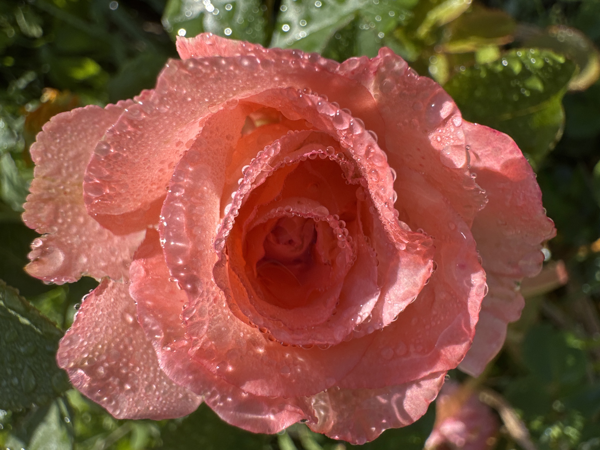 A close-up, top-down shot features a fully bloomed, pink rose. The rose is covered in small water droplets, which glisten in the sunlight. The petals are layered and unfurling towards the center, revealing a darker, more intense pink hue within. The background is softly blurred, showing green foliage with more water droplets and highlights that create a bokeh effect. The overall impression is one of freshness and natural beauty. This image was captured in Rassvet, Kazakhstan.