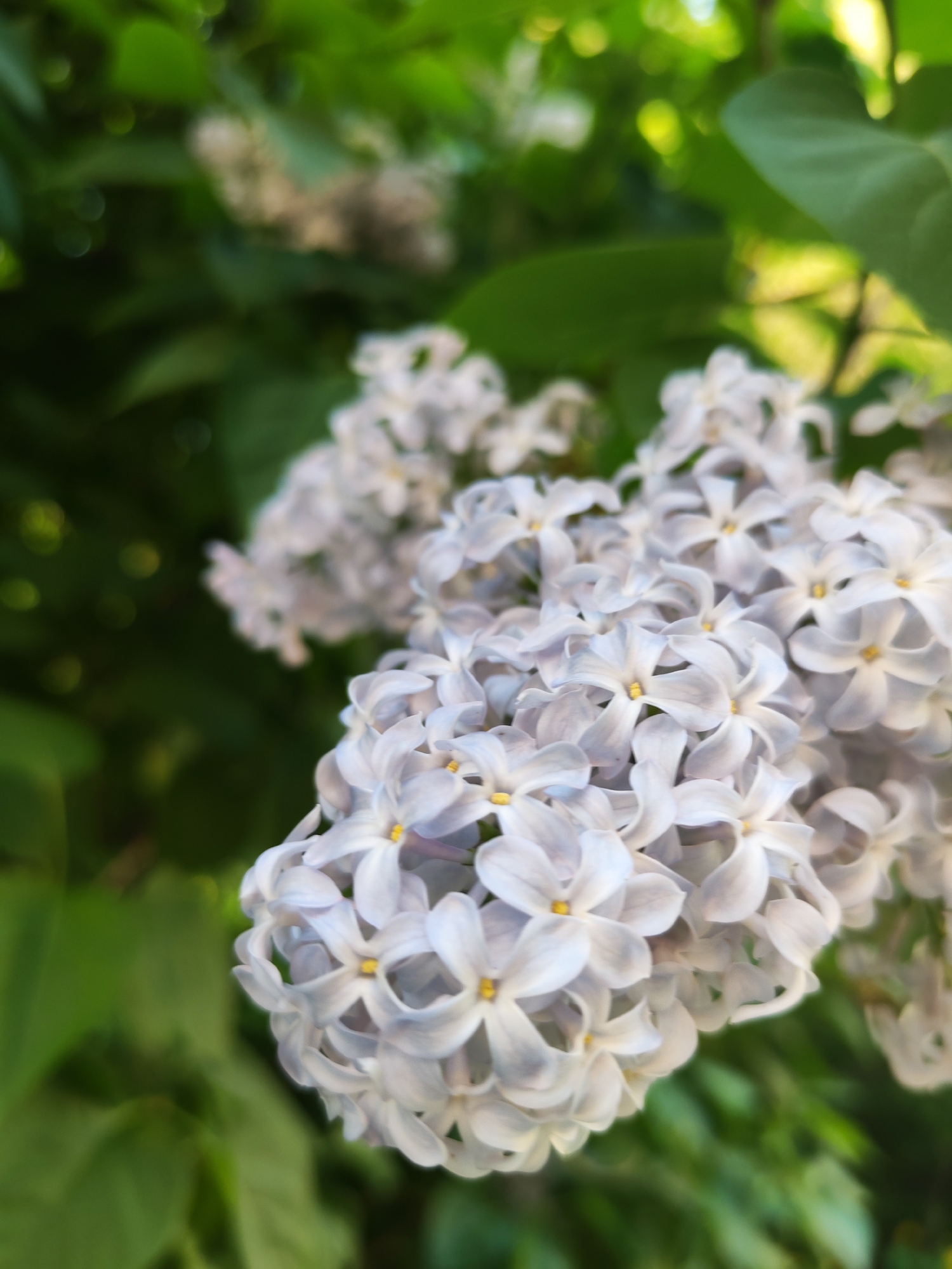 A close-up captures a cluster of pale lilac flowers in full bloom, their delicate petals forming dense, pyramidal shapes. Each small flower exhibits a subtle gradient from white to a faint lavender hue. Tiny yellow stamens are visible at the center of each flower. The backdrop features out-of-focus green foliage, suggesting a garden or park-like setting. Without further context, it's impossible to confirm if this photograph was taken in Izhevsk, Russia, or elsewhere.
