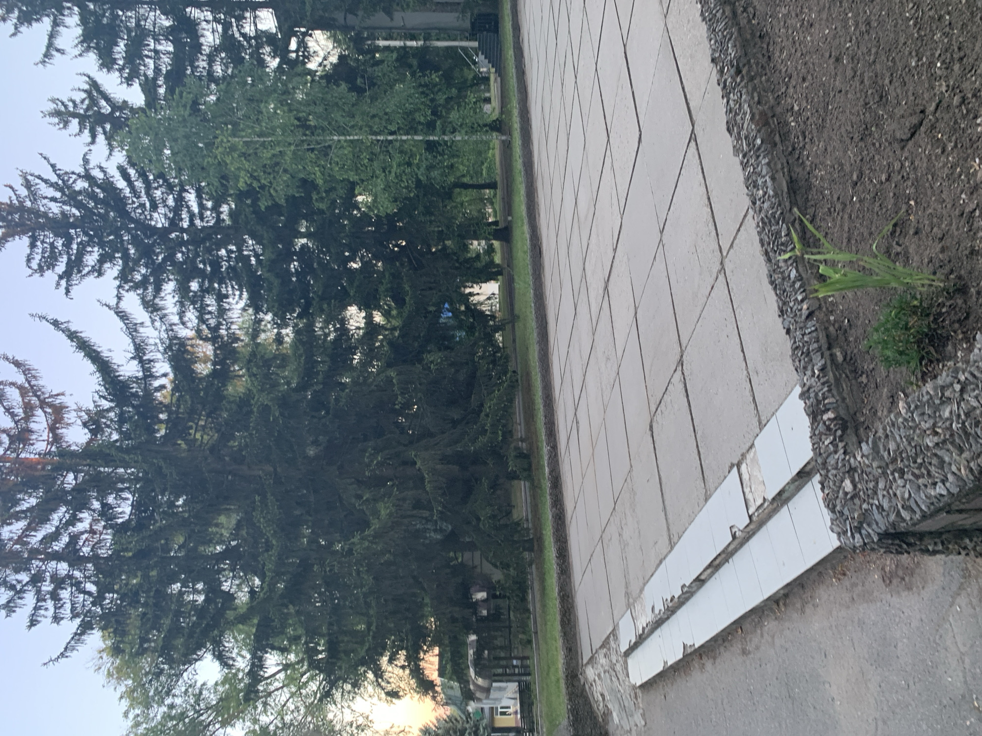 The image shows a park-like setting with tall coniferous trees on the left and a paved walkway on the right. The walkway is made of large, square gray tiles arranged in a grid pattern. Along the edge of the walkway, bordering a strip of soil and gravel, there is a line of white tiles, some of which are chipped and broken. A small amount of green grass and a few blades of green vegetation are visible in the soil area. The trees are dense and leafy, with some lighter green foliage visible amidst the darker needles. In the background, through the trees, there appears to be some distant structures and a hint of a soft, possibly sunset glow in the sky. The overall scene suggests an outdoor public space, likely a park or a pathway in a residential area, during daylight hours. There is no discernible text in the image.