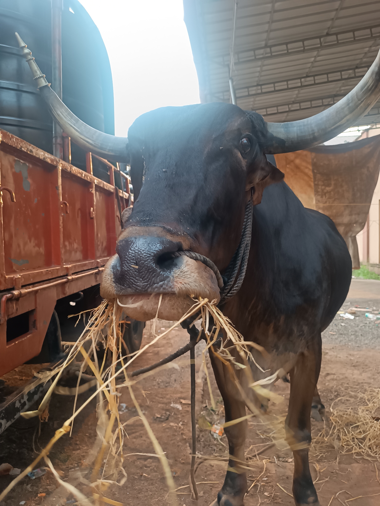 A large, dark-coated bull with prominent, sweeping horns dominates the frame, captured in a close-up, low-angle shot. The bull is actively eating a mouthful of dried hay, with strands of hay protruding from its mouth and scattered on the dusty ground around its head. A thick, dark rope is tied around its muzzle, acting as a halter, and appears to extend downwards, suggesting it might be tethered.
One of its impressive horns, visible on the left, features a decorative, pointed metal cap with golden bands near its base, hinting at its ceremonial or valued status. The bull's coat is mostly dark brown or black, with some lighter brown or tan patches around its muzzle and lower body. Its eyes are visible, looking forward.
The setting appears to be outdoors in Kalamassery, India, likely an unpaved area. To the left, a rusty, reddish-brown truck with a metal cargo bed is parked, its side showing signs of wear and age. The background on the right reveals part of a corrugated metal roof structure, possibly a shed or canopy, suggesting some form of shelter. Beyond the truck, the sky is bright and slightly overexposed, indicating daylight, possibly a sunny morning or afternoon. The ground is dusty and uneven, with some scattered debris visible. No visible text is present in the image. The bull appears calm and focused on its meal.