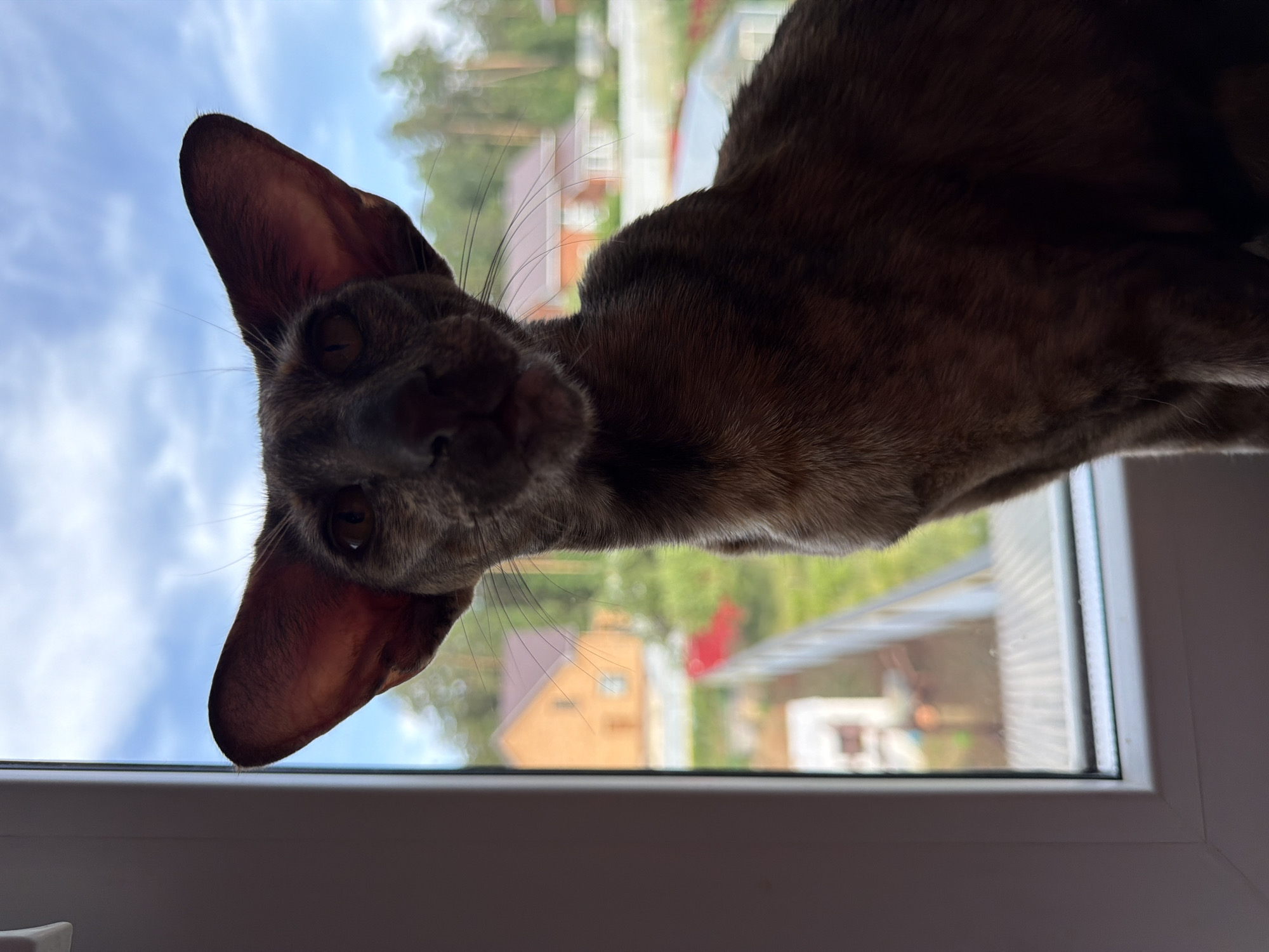 The image shows a close-up view of a cat, likely an Oriental Shorthair or similar breed, peering down from a window. The cat has large, prominent ears and a brown or greyish coat. The background, seen through the window, suggests an urban or suburban environment in Chaikovsky, Russia. There are buildings, trees, and possibly a glimpse of the sky visible. The window frame is white.