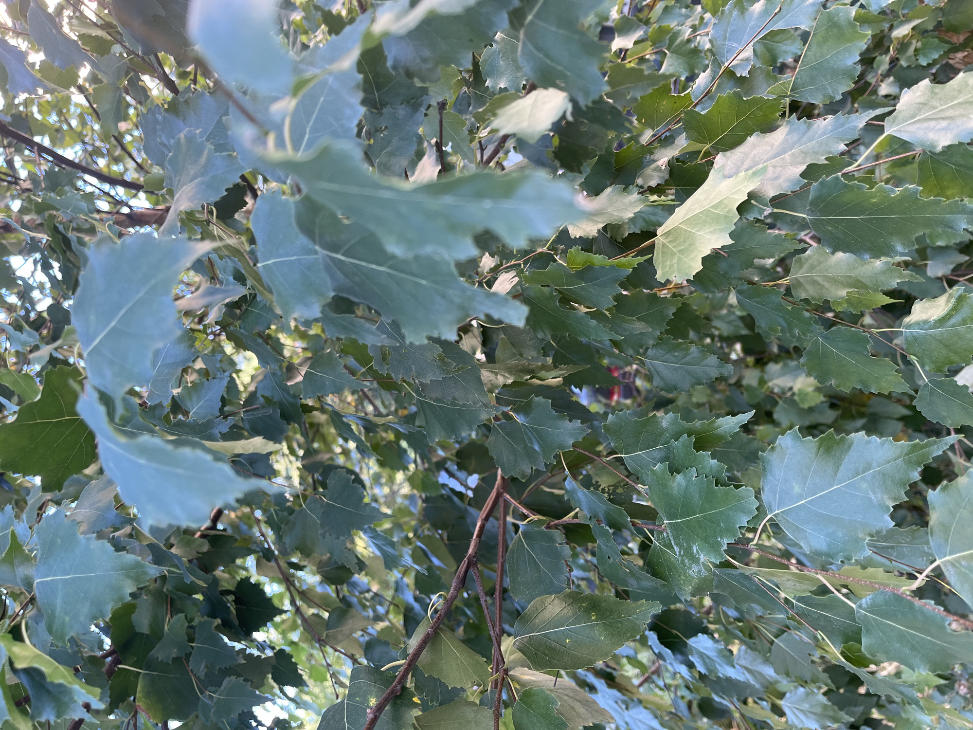 The image shows a close-up view of the leaves and branches of a tree, likely taken outdoors in Nemchinovka, Russia, given the context. The leaves are predominantly green, with some variations in shade and lighting. They appear to be broad and serrated, with visible veins. The branches are slender and brown. The background is filled with more foliage, creating a dense canopy effect, with some dappled sunlight filtering through. There are no people or discernible structures visible in this particular frame, focusing entirely on the natural elements of the tree. The lighting suggests it might be daytime, with the sun positioned to create highlights and shadows on the leaves.