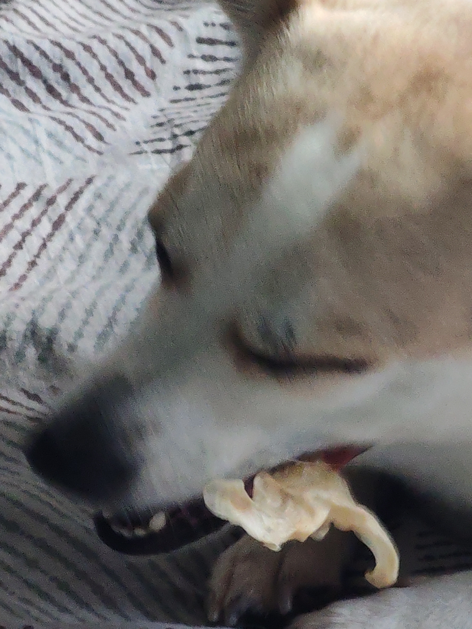 A close-up, slightly blurry image shows a dog, likely indoors, chewing on a light-colored object. The dog has light tan and white fur. The background includes a striped blanket or sheet. The location and specific city are unknown.