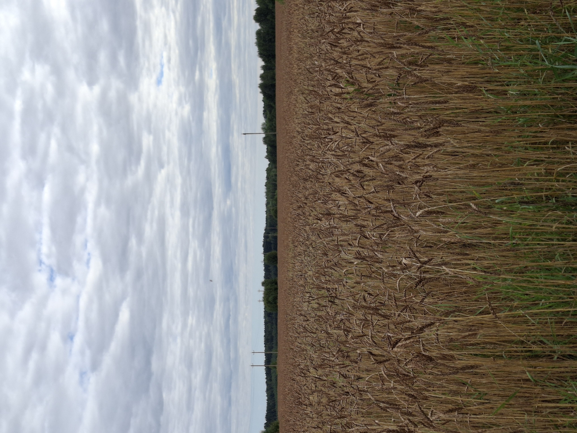 A wide shot captures a field of ripe wheat under a cloudy sky. The wheat stalks are a golden brown, indicating they are ready for harvest. In the distance, a dark line of trees forms the horizon, with several utility poles interspersed along the tree line. The sky is filled with a layer of overcast clouds, with occasional breaks of pale blue. The overall scene is one of rural tranquility in Plishkino, Russia.