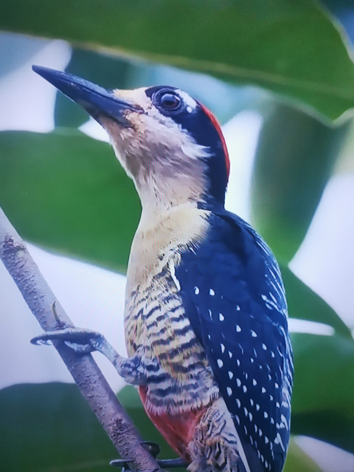 A close-up, vertical shot showcases a woodpecker perched on a branch against a backdrop of lush green foliage and a soft, bright sky. The bird is the central subject, facing left with its head tilted upwards. Its beak is long and pointed, colored a dark gray or black. The woodpecker's head is marked with a striking pattern of black and white, including a prominent black band extending from its beak, through its eye, and towards the back of its head. A vibrant red patch adorns the crown of its head. The bird's neck and chest are a creamy, light tan color, transitioning into a densely barred pattern of black and tan stripes on its breast and belly. Its wings and back are a deep, rich blue, dotted with numerous small white spots. The underside of the bird, particularly its lower belly and vent, is a bright red. The branch it clings to is rough and textured, with its dark gray feet gripping it tightly. The foliage behind the bird is out of focus, with large, smooth green leaves creating a soft, natural backdrop. The overall lighting suggests it is daytime, likely sunny, given the bright sky and the well-lit subject. There are no visible signs of human activity, text, or specific location cues within the image itself, other than the provided context that the location is Dnipro, Ukraine. The image captures a moment of stillness, focusing on the intricate details and vibrant colors of the woodpecker in its natural habitat.