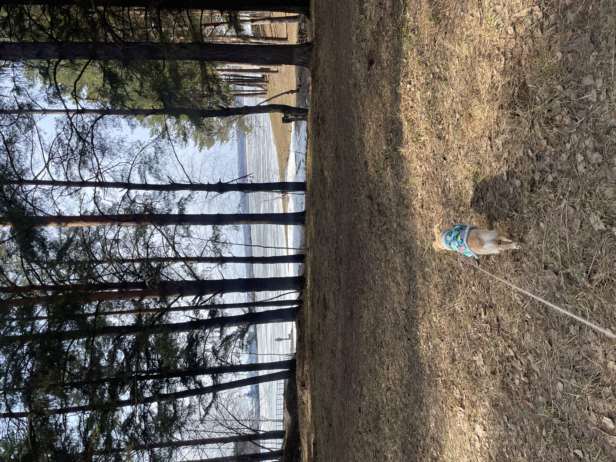 A photograph captures a small dog, possibly a chihuahua, wearing a patterned blue and white harness, being walked on a leash on a patch of dried grass and fallen leaves. The grass is brown and dry, and scattered with small leaves. To the left, a line of tall, bare trees stands between the grassy area and a partially frozen body of water, likely a lake or river. Some structures are visible in the background, across the body of water. The location is near a body of water that is beginning to thaw. The city is Chaikovsky, Russia.
