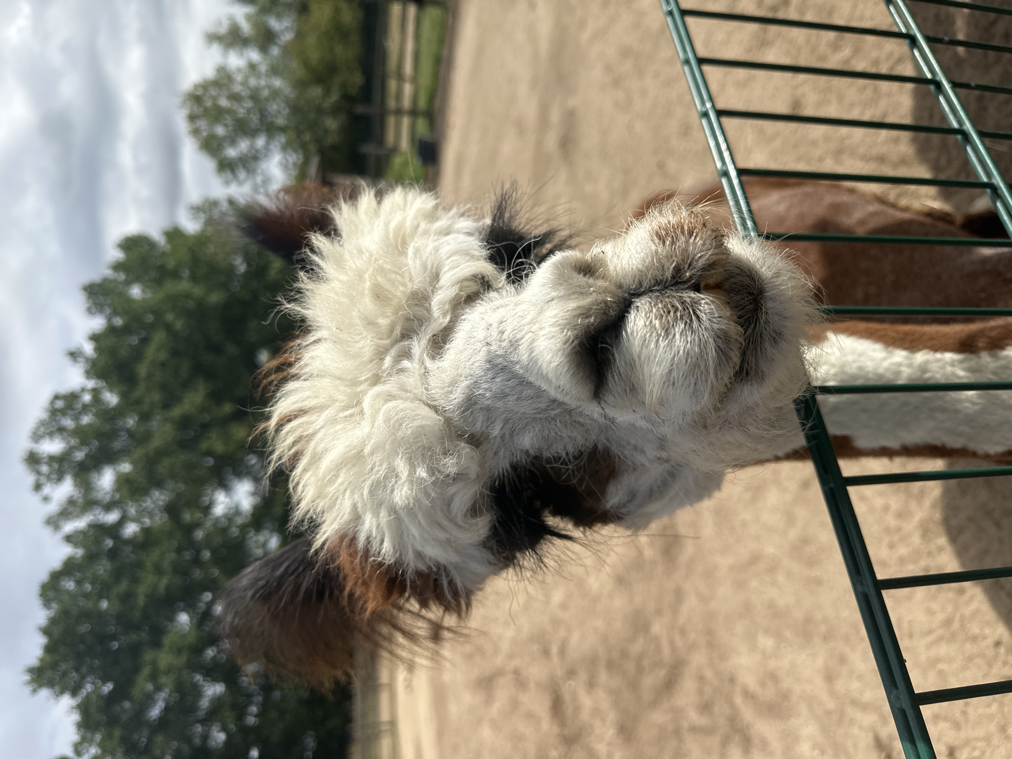 A close-up, eye-level shot captures the face of an alpaca peering over a green metal fence. The alpaca has a shaggy coat with white and brown patches, and its fur is particularly fluffy around its head. Dark brown and white fur frames its eyes, and its nose and mouth are covered in short, wispy white hairs. The background consists of a dirt enclosure, with trees and a cloudy sky visible in the distance. The alpaca appears to be in an outdoor pen or farm. The image was taken in Ziegendorf, Germany.
