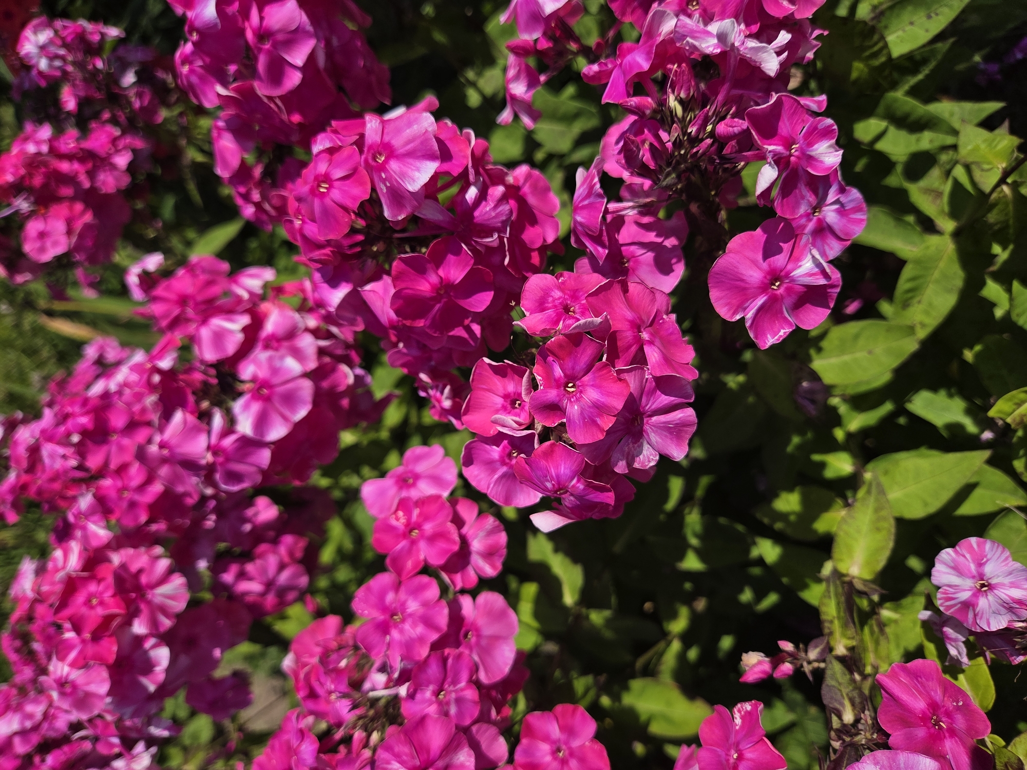 A close-up, high-angle, outdoor, eye-level shot captures a dense cluster of bright pink phlox flowers in full bloom. The flowers are the primary subject, filling the frame with their vibrant color and delicate petal structure. Some of the blooms exhibit a striped pattern of pink and white. Lush green foliage forms the background, providing a natural contrast to the brightly colored flowers. The scene is well-lit by sunlight, casting subtle shadows on the petals and leaves. The location is identified as Troitskoye, Russia. There are no people or animals visible in the image, nor any man-made structures. The focus is entirely on the botanical beauty of the phlox flowers.