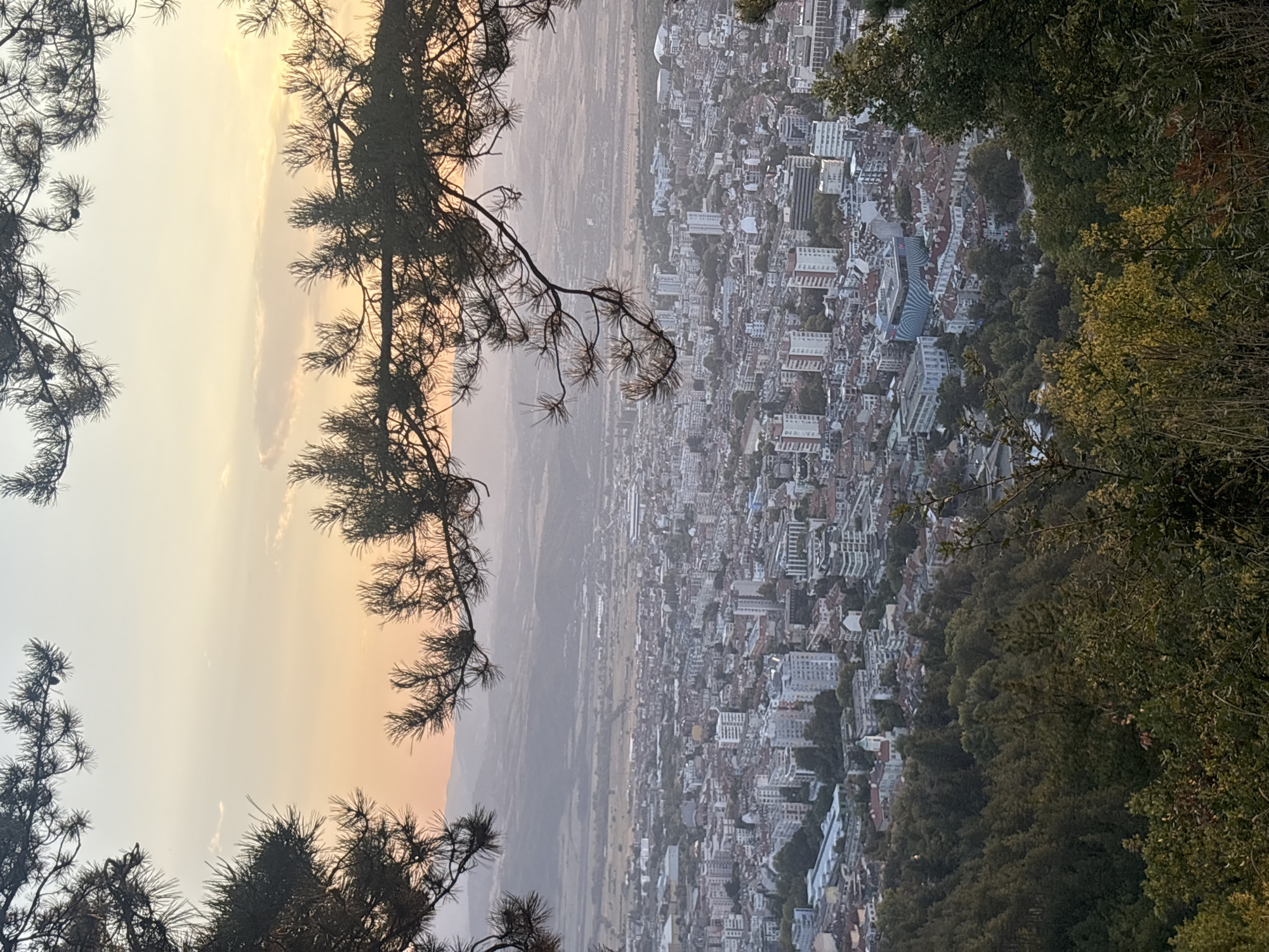 A high-angle, wide shot captures a sprawling city nestled within a valley under a hazy, pale orange and yellow sky. The foreground is dominated by the dark silhouettes of pine tree branches and needles, framing the view. The city itself is a dense collection of buildings, varying in height and architectural style, with many featuring light-colored facades and tiled roofs. Some taller, modern buildings with balconies are interspersed among older structures. Trees, in shades of green and yellow, are scattered throughout the urban landscape and also form a dense forest on the slopes leading up to the vantage point. In the distance, rolling hills fade into the atmospheric haze. The scene appears to be a city during the golden hour, possibly dusk or dawn, given the soft, diffused light.