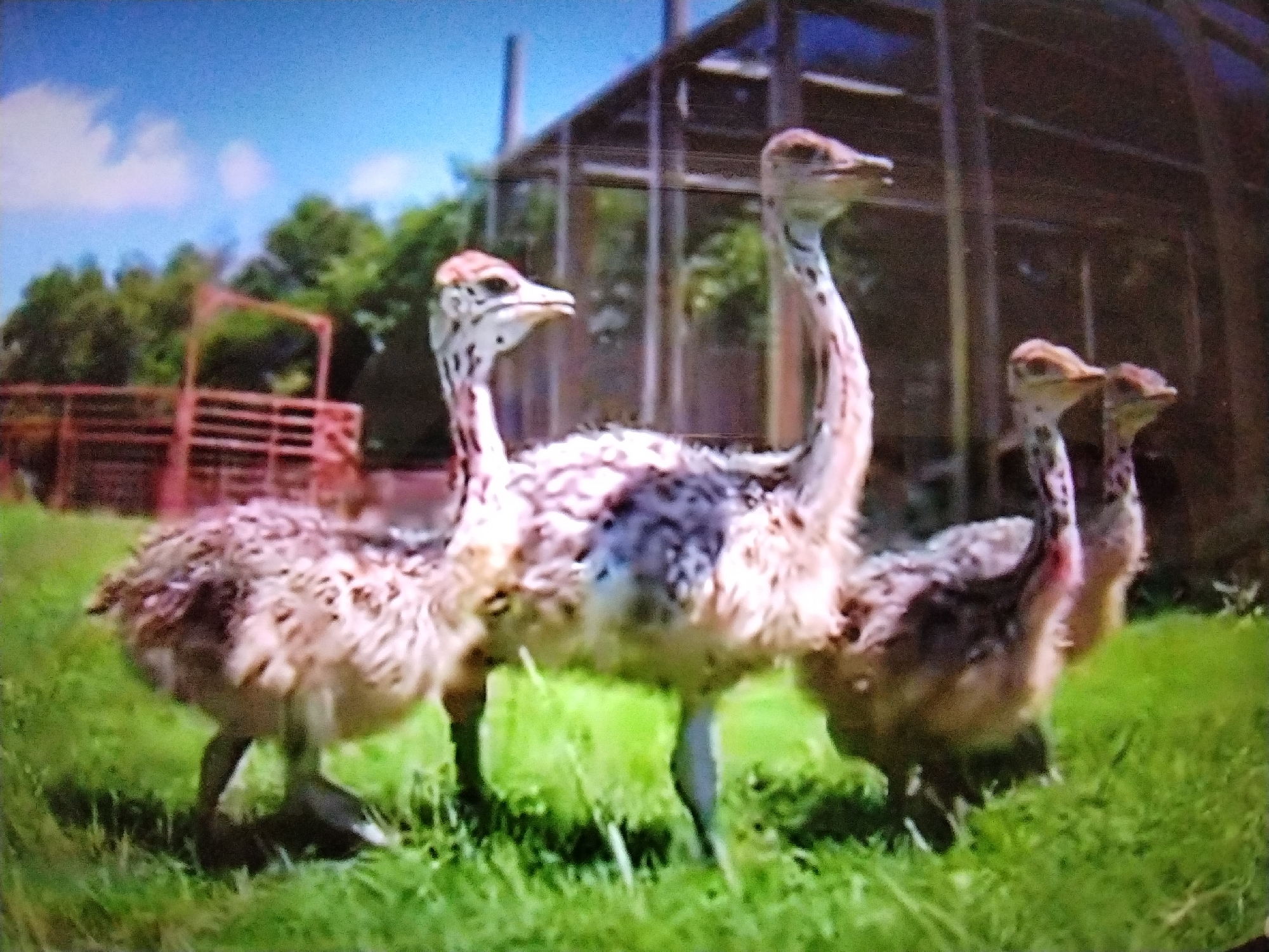 This image depicts three young ostriches standing on a grassy area in front of a fenced enclosure and some trees. The ostriches have spotted patterns on their feathers and long necks. The sky is blue with some clouds. The scene appears to be an outdoor enclosure, possibly a zoo or wildlife park. There is no identifiable information or context within the image to place it in Stavropol, Russia, or any other specific city.