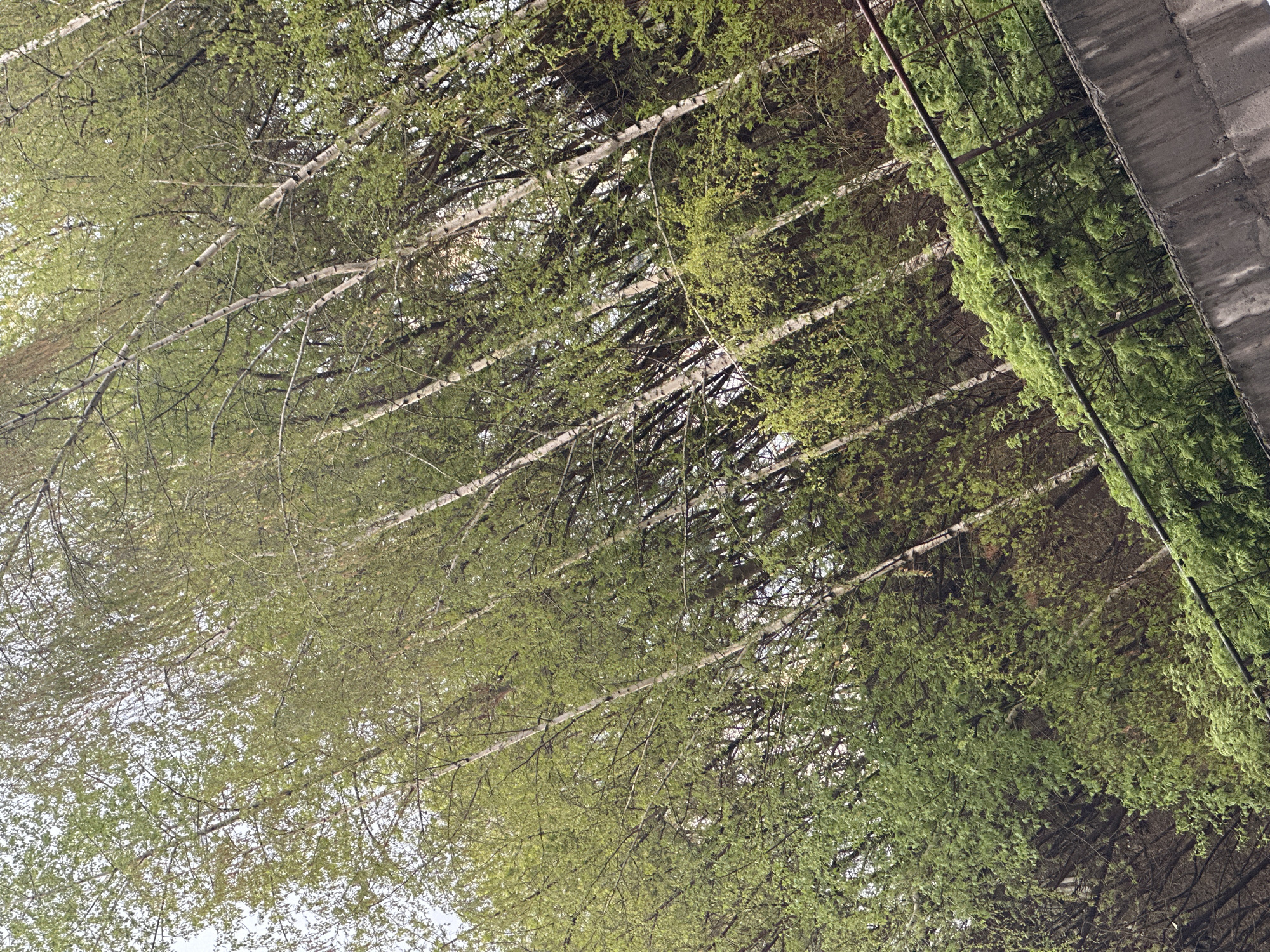 The image shows a view looking up into a dense canopy of birch trees in Novosibirsk, Russia. The light green leaves are budding on thin branches, creating a textured overhead pattern. To the right, the edge of a concrete structure covered in dense green vegetation is visible, suggesting an overpass or bridge.