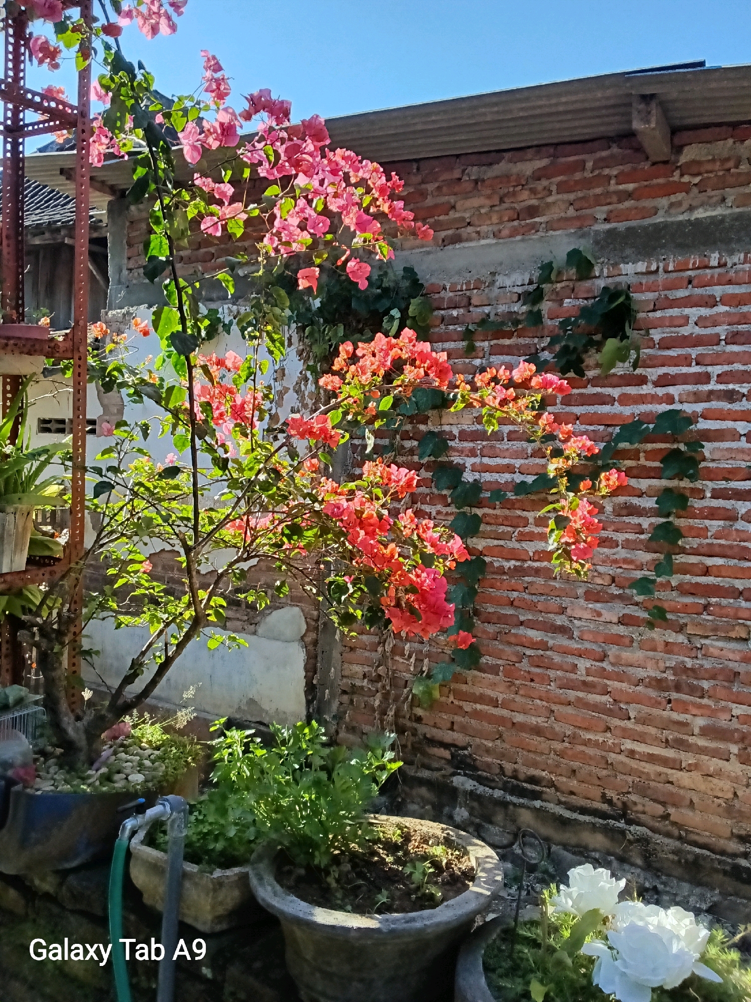 The image captures a vibrant outdoor scene, likely in Kelutan, Indonesia, under a clear blue sky. In the foreground, a variety of potted plants adorn the space. A prominent bougainvillea tree with abundant pink and orange flowers cascades its blooms, some intertwining with a vine climbing a textured brick wall. The wall, made of reddish-brown bricks, shows signs of age and weathering, with patches of white plaster and moss.
To the left of the bougainvillea, a rusty metal structure, possibly shelving or part of a larger framework, stands, supporting another potted plant with green foliage. In the mid-ground, several large, weathered concrete pots contain green leafy plants, one of which has a metal faucet attached with a green hose. In the lower right corner, two white roses add a touch of delicate contrast to the scene. The overall setting suggests a well-maintained garden or yard area, possibly a backyard, with a blend of natural elements and weathered architectural features. The lighting indicates it is daytime, with sunlight illuminating the plants and casting shadows. The text "Galaxy Tab A9" is visible in the bottom left corner of the image.