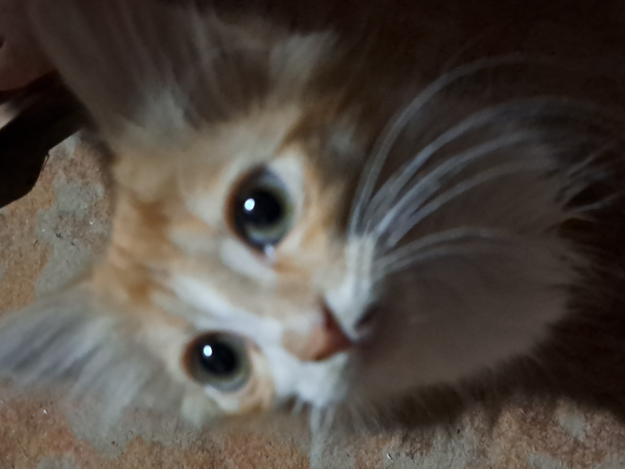 The image is a close-up, slightly blurry photograph of an orange and white kitten's face. The kitten is looking upwards with large, round eyes that have a bright reflection. Its fur appears fluffy, particularly around its ears and face, with prominent white whiskers. The background is a textured surface that appears to be a floor. The image does not contain any information that would allow for the determination of a specific location in the city of Vypasne, Ukraine.