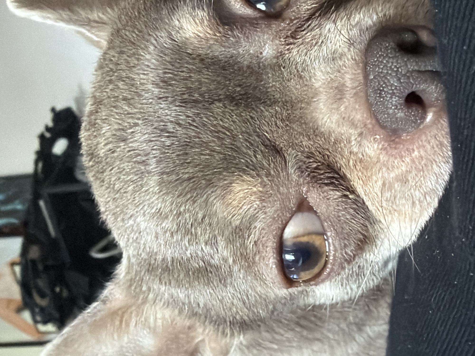 Close-up image of a dog's face, featuring a wrinkled nose, one visible eye, and gray fur. The dog is positioned close to a black fabric surface. The background includes blurry objects like a chair and other items. The location is not discernible from this image.