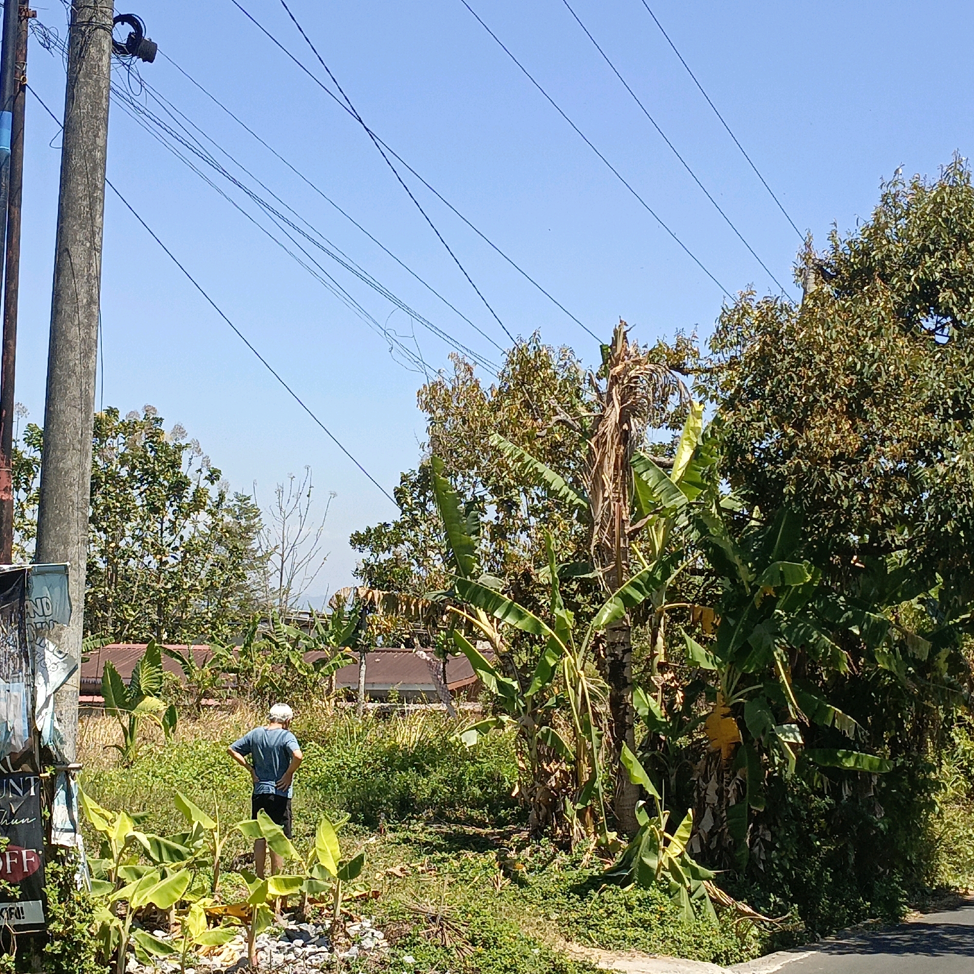 In Jombor, Indonesia, a lone figure stands in a lush green area with banana trees and other foliage. The person, wearing a blue t-shirt and dark shorts with a white cap, has their back to the camera and is looking towards the right of the frame. The background shows a few buildings with tiled roofs and a clear blue sky with several power lines crisscrossing overhead. A concrete utility pole is prominently visible on the left side of the image, with wires connected to it. There is also a tattered poster attached to the utility pole. The ground is covered in grass, small plants, and scattered rocks. The scene is illuminated by bright sunlight, casting shadows.