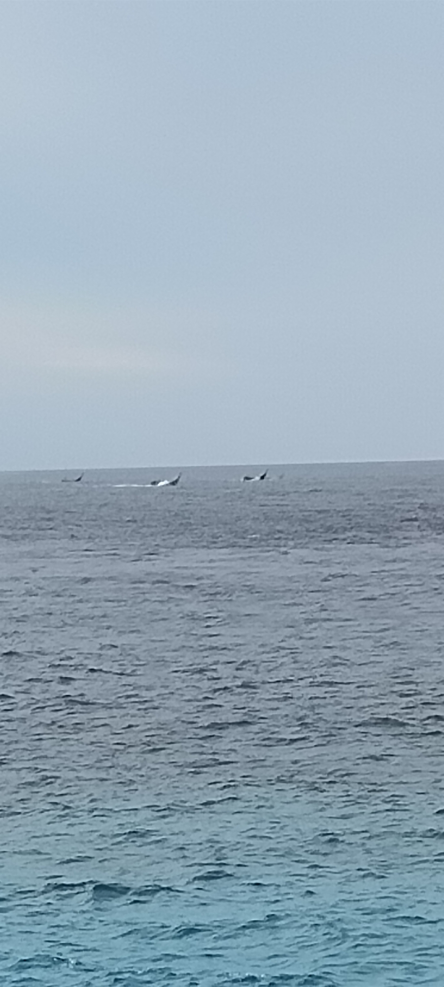The image shows a body of water under a pale sky. In the distance, several dark shapes are visible on the surface of the water, appearing to be fins or the backs of marine animals. These shapes are spread out horizontally across the frame. The water is choppy, with visible ripples and waves. The lighting suggests an overcast or hazy day. It is possible these are whales or dolphins in the waters off Sabang, Indonesia, a location known for its marine life.