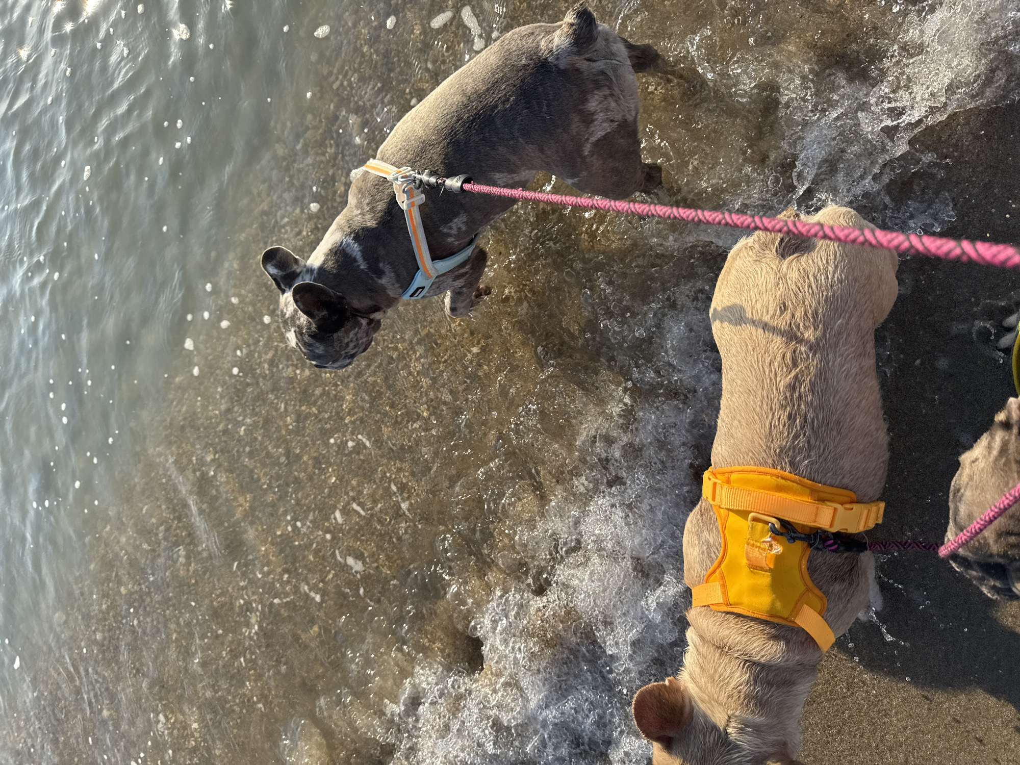 Two French Bulldogs are standing in shallow water at the beach in San Benedetto del Tronto, Italy. The dog in the foreground is fawn-colored and wearing a yellow harness. The dog in the background is a merle color and is wearing a blue and orange harness. Both dogs are on pink leashes, with the leashes appearing to be connected to a third, partially visible dog in the bottom left of the frame. The water is clear and shallow, with small waves and foam. The seabed is sandy and rocky. The sun is shining, creating reflections on the water's surface.