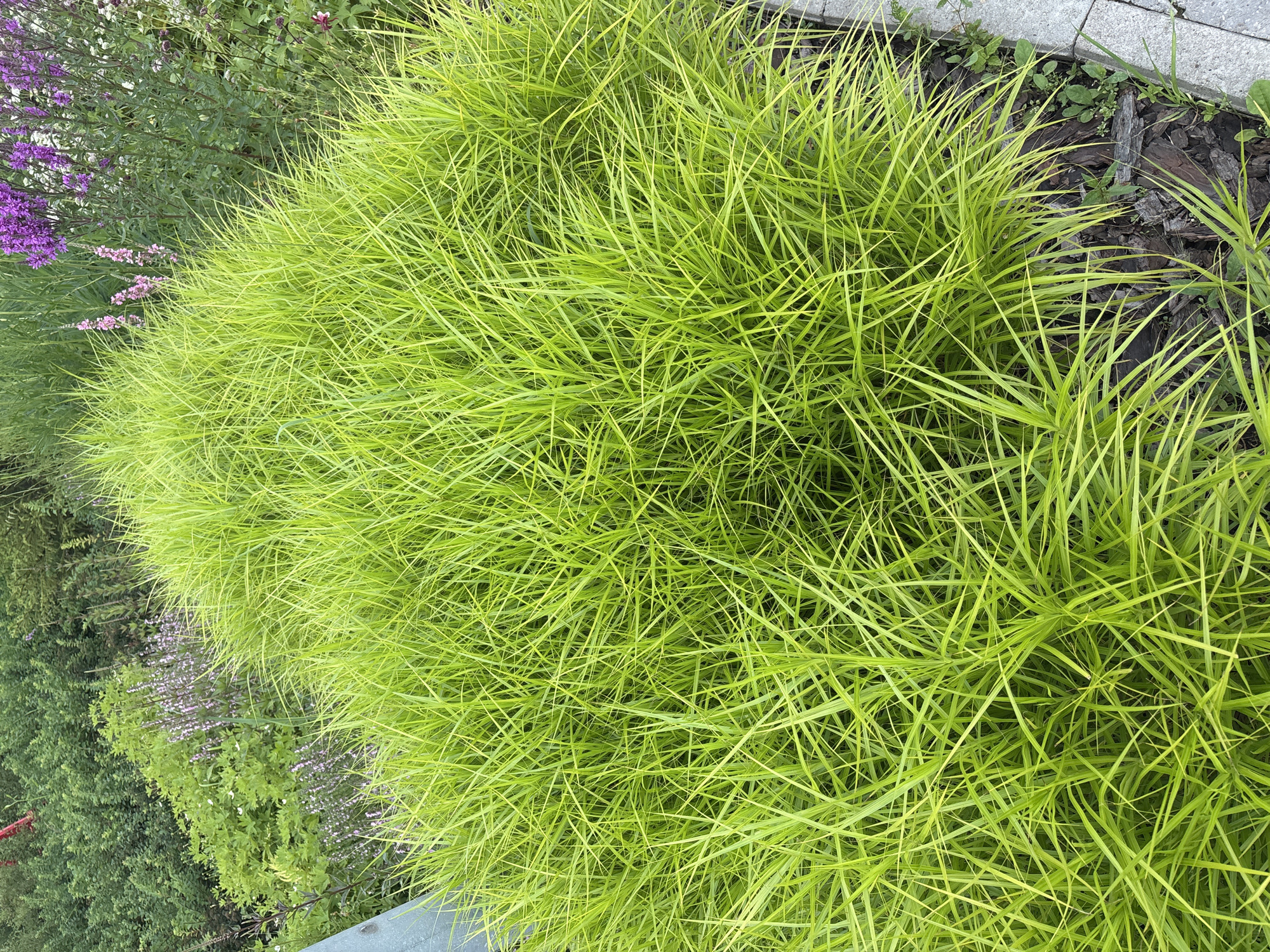 The image depicts a close-up, overhead view of a vibrant green ornamental grass plant. The grass is lush and dense, with thin, blade-like leaves that fan outwards, creating a full, rounded mound. The leaves have a bright, lime-green color, with some subtle variations in shade and hints of yellow. The texture appears fine and feathery. In the background, blurred greenery and hints of purple flowers suggest a garden setting. The foreground shows a sliver of a grey stone pathway and some dark mulch scattered around the base of the grass. The lighting is even, indicating it was likely taken during the daytime, with no harsh shadows. The scene is natural and appears to be part of a landscaped outdoor area. The location is identified as the city of Perm, Russia. There are no people or animals visible in the image.