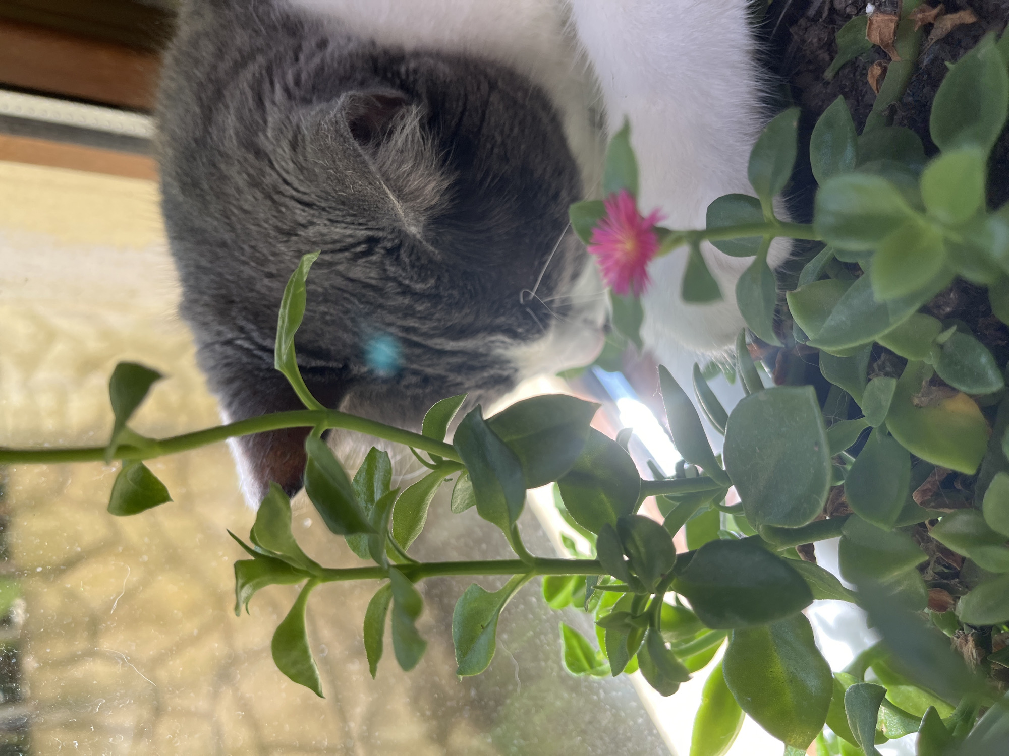 A grey and white cat is seen partially cropped from view, with its head lowered towards a small succulent plant on a windowsill. The cat's fur is dark grey on its head and back, transitioning to white on its chest and paws. It appears to be sniffing or nibbling at the plant, which has thick, green leaves and a single bright pink flower. The plant is in a pot filled with dark soil, and several dry brown leaves are visible amongst the green foliage. The background is blurred, suggesting a window looking out onto an outdoor environment, possibly a street or garden, with soft yellow and brown tones. The scene is lit by natural light, creating some reflections on the windowpane. The overall setting is a domestic interior, likely a home in Ureki, Georgia.