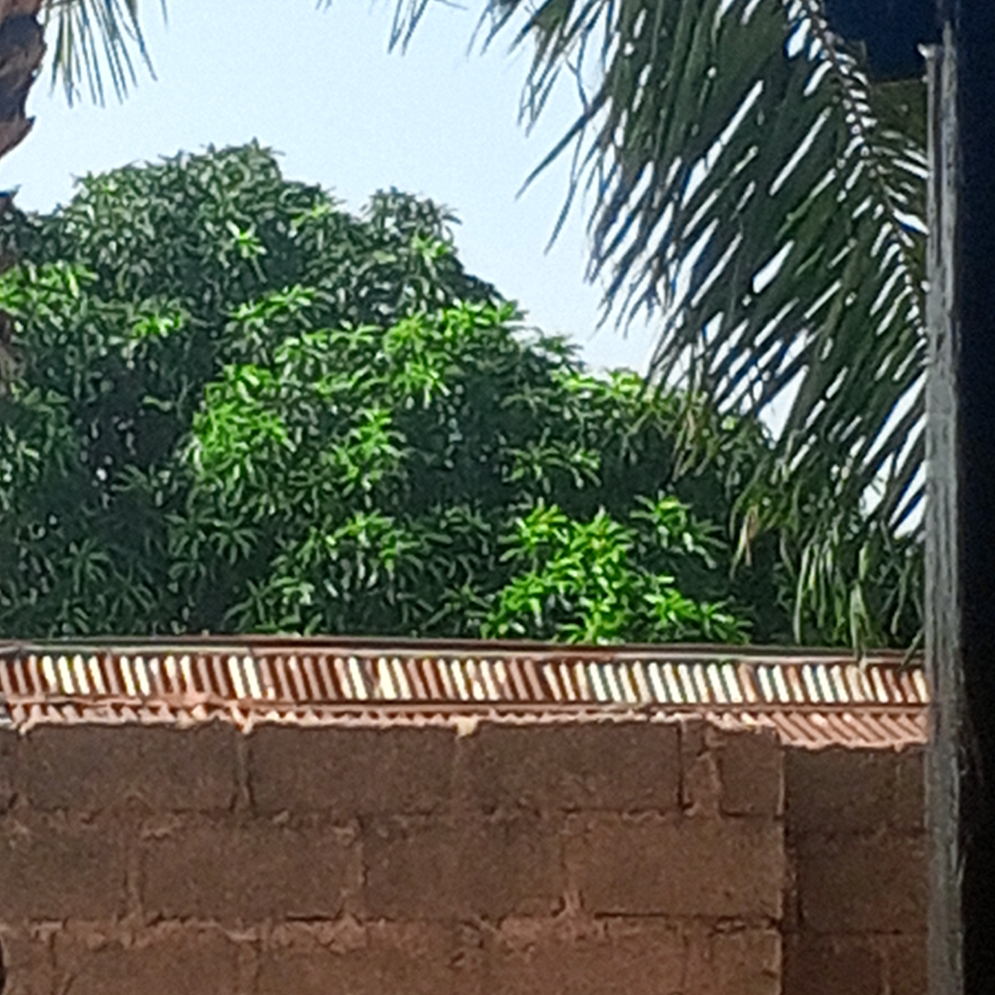 In an outdoor setting, a low-angle shot captures the top of a brick wall in the foreground, constructed from reddish-brown, rough-hewn blocks. Above the wall, a decorative, patterned border of light-colored, thin elements runs horizontally across the image. Beyond this border, a dense canopy of lush green trees fills the middle ground, with some leaves appearing brighter, suggesting they are closer to the light. To the right and top of the frame, the long, thin fronds of a palm tree extend downwards, partially obscuring the sky. The sky itself is a pale blue, indicating it is daytime. No people are visible in the scene.