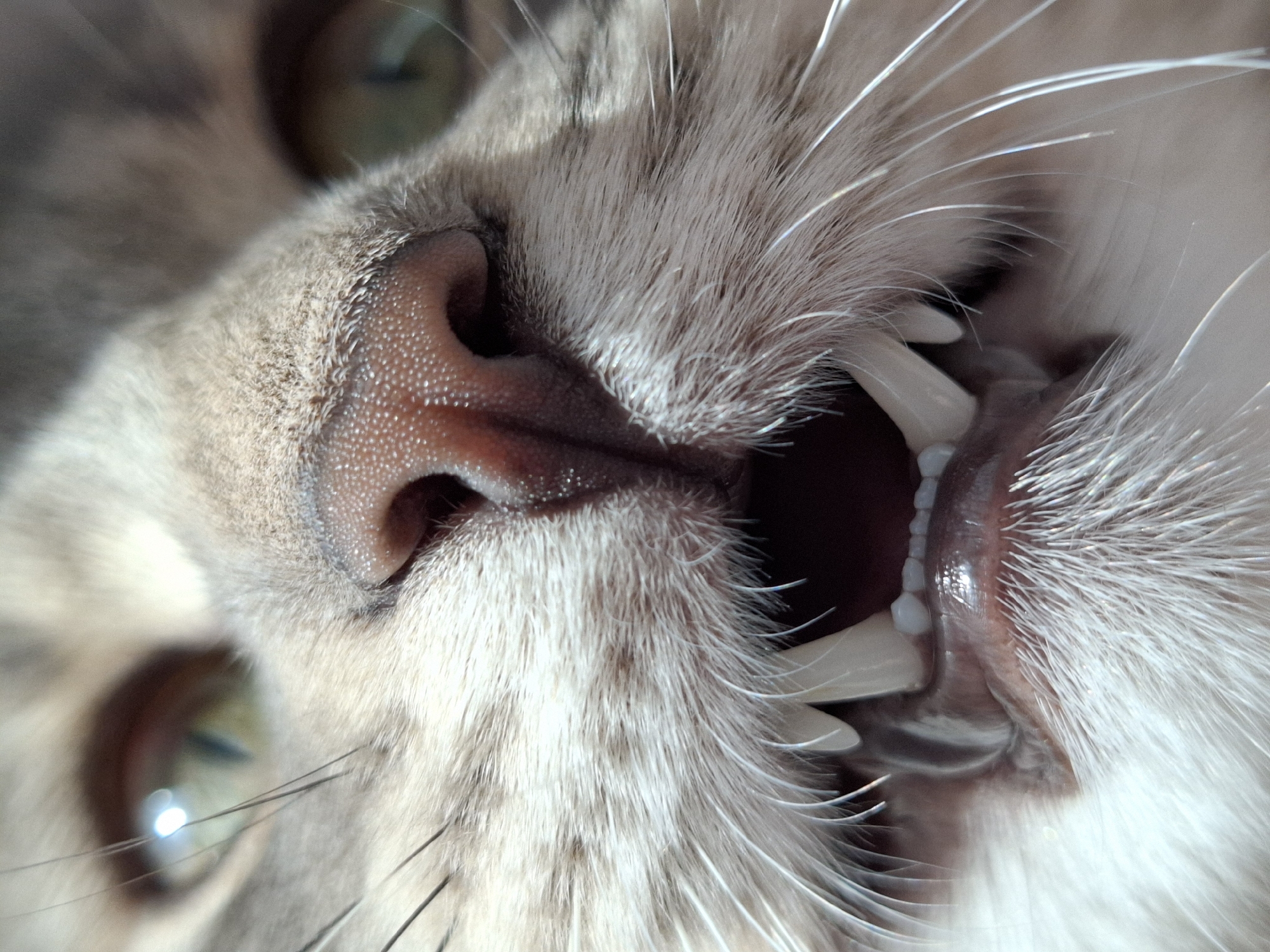 A close-up, high-magnification photograph depicts the head of a domestic cat. The feline, likely an adult, exhibits light brown and white fur with tabby-like markings on its muzzle. Both eyes are partially visible in the upper corners of the frame, appearing green or hazel with distinct reflections of light. The prominent pink nose pad, covered in fine dermal bumps, is centrally located. The cat's mouth is open, revealing a pink tongue, the upper and lower gums, and a full set of sharp, white teeth, including prominent canines and smaller incisors. Numerous long, white vibrissae (whiskers) extend outwards from the muzzle. The background is indistinct and out of focus, suggesting a shallow depth of field, typical of macro photography. There are no discernible elements within the image that indicate a specific geographic location, including the city of Novi Sad, Serbia.