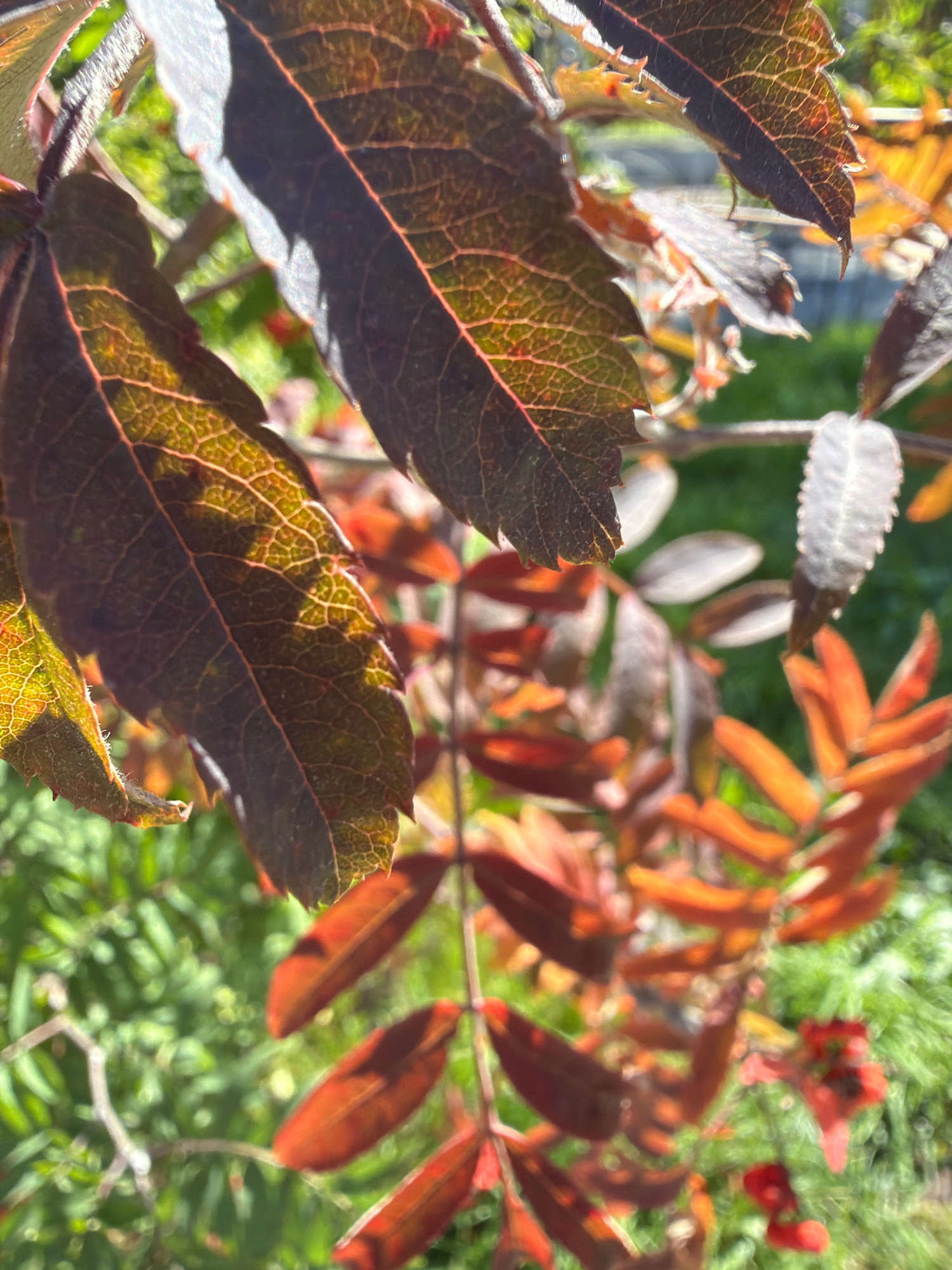 This is a close-up, eye-level, outdoor photograph of a branch of Rowan (Sorbus aucuparia) tree leaves in Angarsk, Russia. The leaves are in various stages of autumn coloration, with some displaying dark green, brown, and bright red hues. The veins of the leaves are clearly visible, particularly on the larger, foreground leaves, which are catching sunlight and appear almost translucent in some areas. The background is a blur of green foliage and hints of red berries, suggesting other trees or bushes in the vicinity. The lighting suggests it is daytime, with strong sunlight creating highlights and shadows on the leaves. There are no people or animals present in the image.