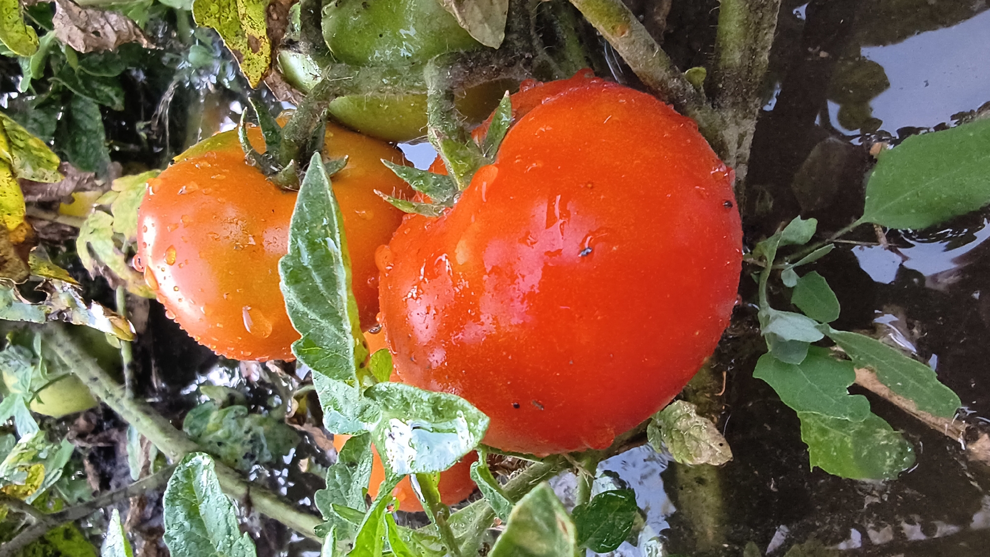 A close-up, eye-level shot depicts a cluster of ripe tomatoes on a vine, glistening with water droplets. The tomatoes range in color from bright red to orange, with some still showing a greenish hue. They are nestled among lush green leaves and thick, woody stems. The background is blurred, suggesting an outdoor setting with dark, wet soil or murky water. The scene appears to be a garden in Mikhaylovka, Russia, during a period of rain or recent watering. No people are visible in the image.