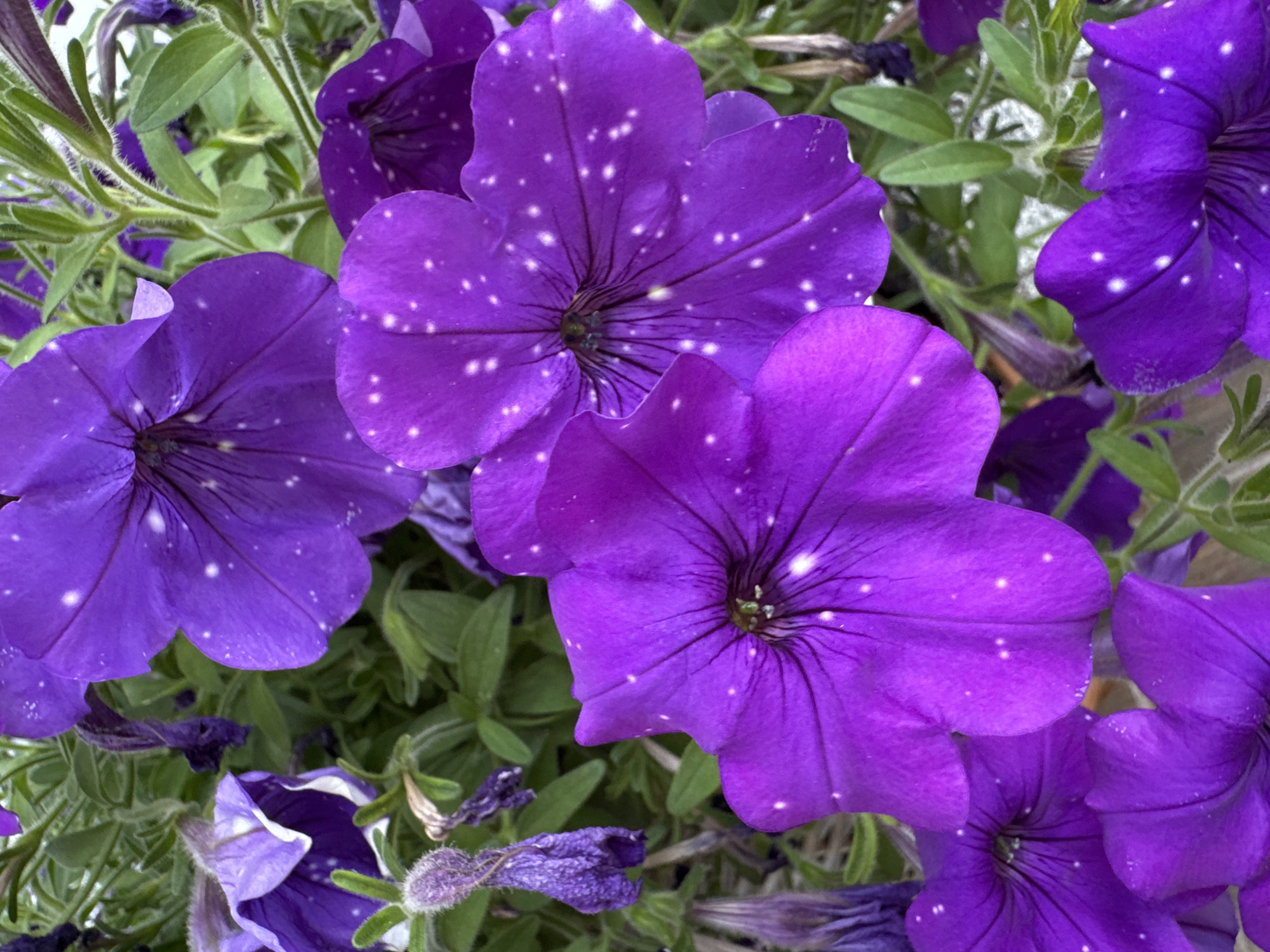 This is a close-up, eye-level, medium shot of several purple petunia flowers with white speckles. The flowers are in various stages of bloom, with some fully open and others partially closed. The petals are ruffled and have a velvety texture. The flowers are set against a background of green foliage and stems. The lighting appears to be natural daylight, casting soft shadows on the petals. There is no visible human presence or any indication of a specific location within Vallada, Spain. The image focuses solely on the botanical subject matter.