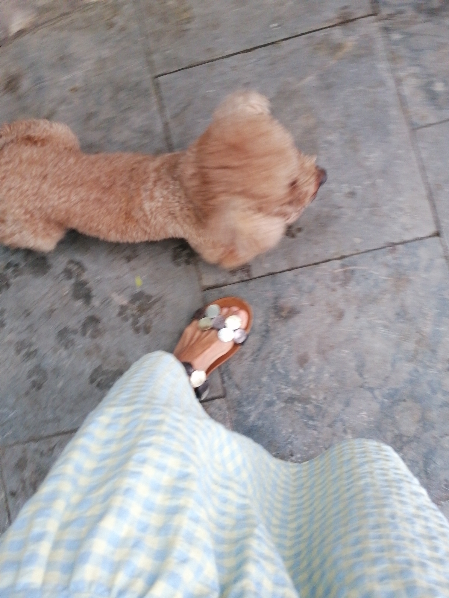 The image shows a person wearing a blue and white checkered dress and brown sandals with metallic embellishments, standing on a gray stone surface. A brown dog, likely a poodle, is lying on the same surface, extending away from the person. The scene appears to be outdoors, possibly a patio or walkway.