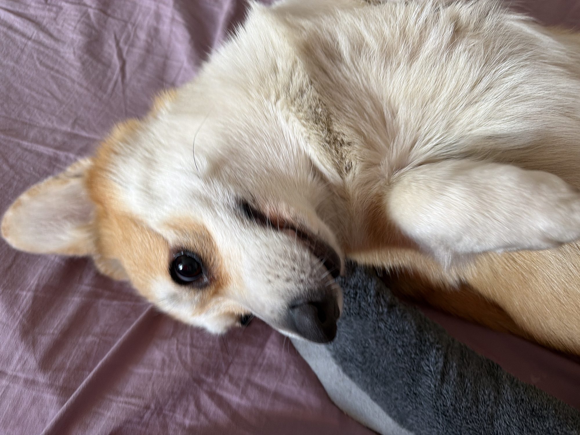 A close-up, high-angle shot captures a corgi lying on its back on a pinkish-purple, textured surface, possibly a blanket or bedspread. The dog's head is turned to its right, with its right eye and nose in clear view. Its fur is a mix of tan and white, with dark brown markings around the eyes and nose. A hint of a smile is visible on its face. To the left of the dog, a grey, textured object, likely a pillow or another part of the bedding, is partially visible. The background is a soft, blurred pinkish-purple color, indicating a shallow depth of field.