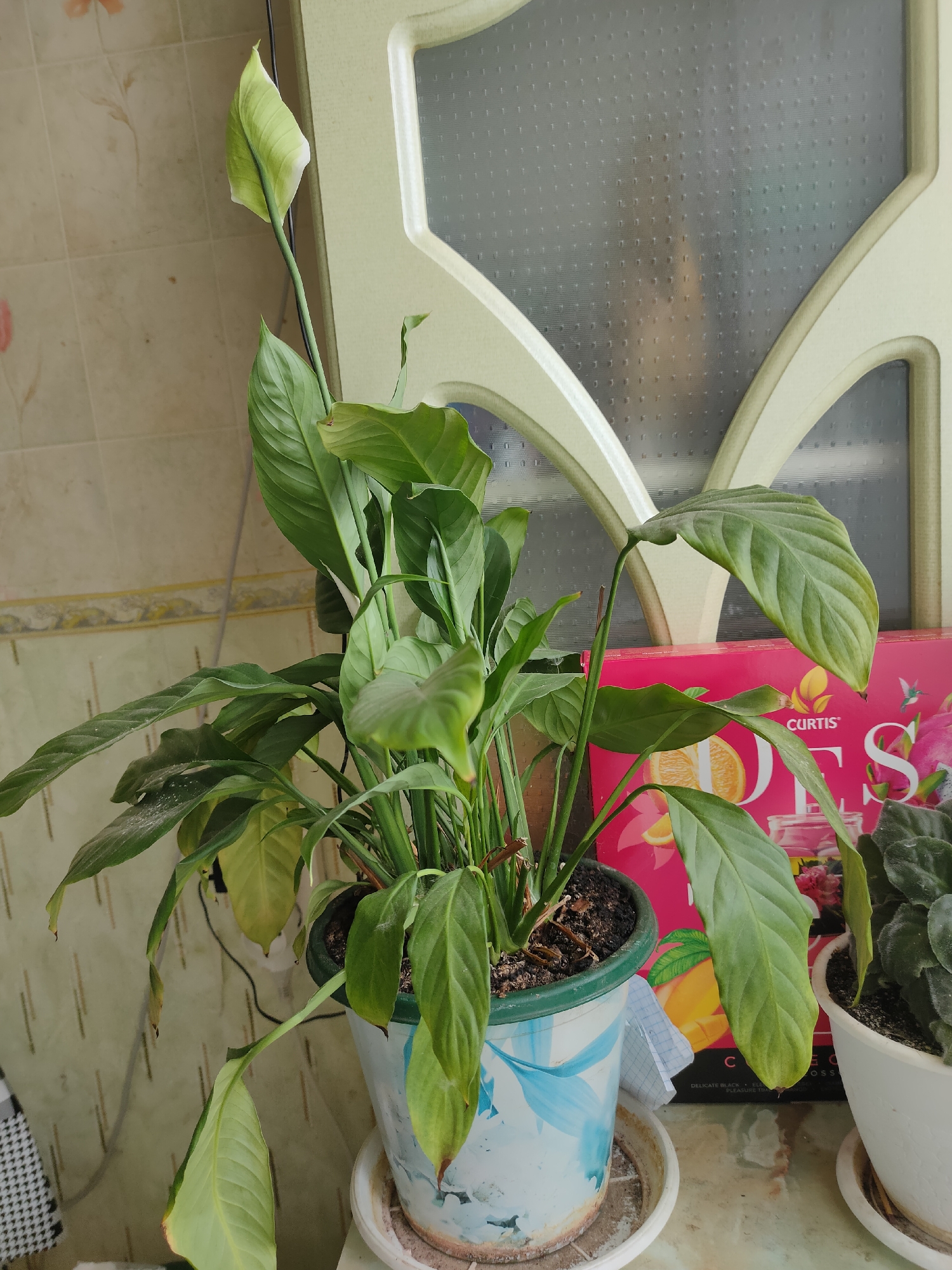 A peace lily plant is in a decorative pot on a table. The plant has several green leaves and one white spathe that is unfurling. Behind the peace lily is a pink box with an image of fruit on it. To the right of the peace lily is another potted plant. The scene appears to be indoors near a door with frosted glass. The floor is tiled. The overall impression is that of a home environment in Oktyabrsky, Russia.