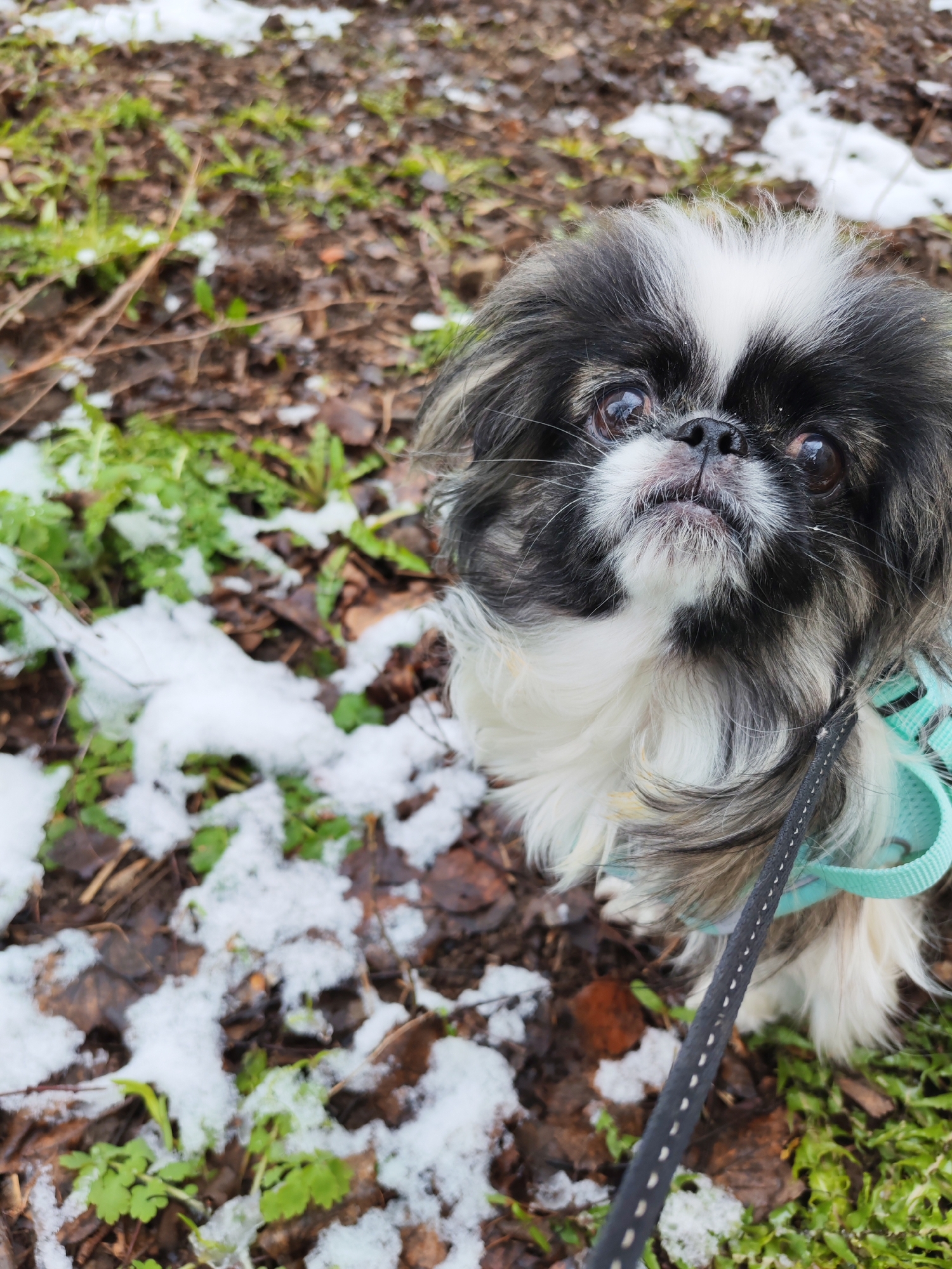 A Pekingese dog with black and white fur stands on a ground covered with brown leaves, green plants, and patches of snow. The dog is wearing a light blue harness and is attached to a black leash. The location appears to be outdoors. The information available is insufficient to determine if this image was taken in the city of Izhevsk, Russia.